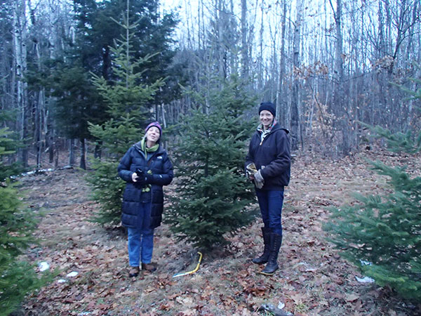 Cutting our own christmas tree - December 23, 2014
