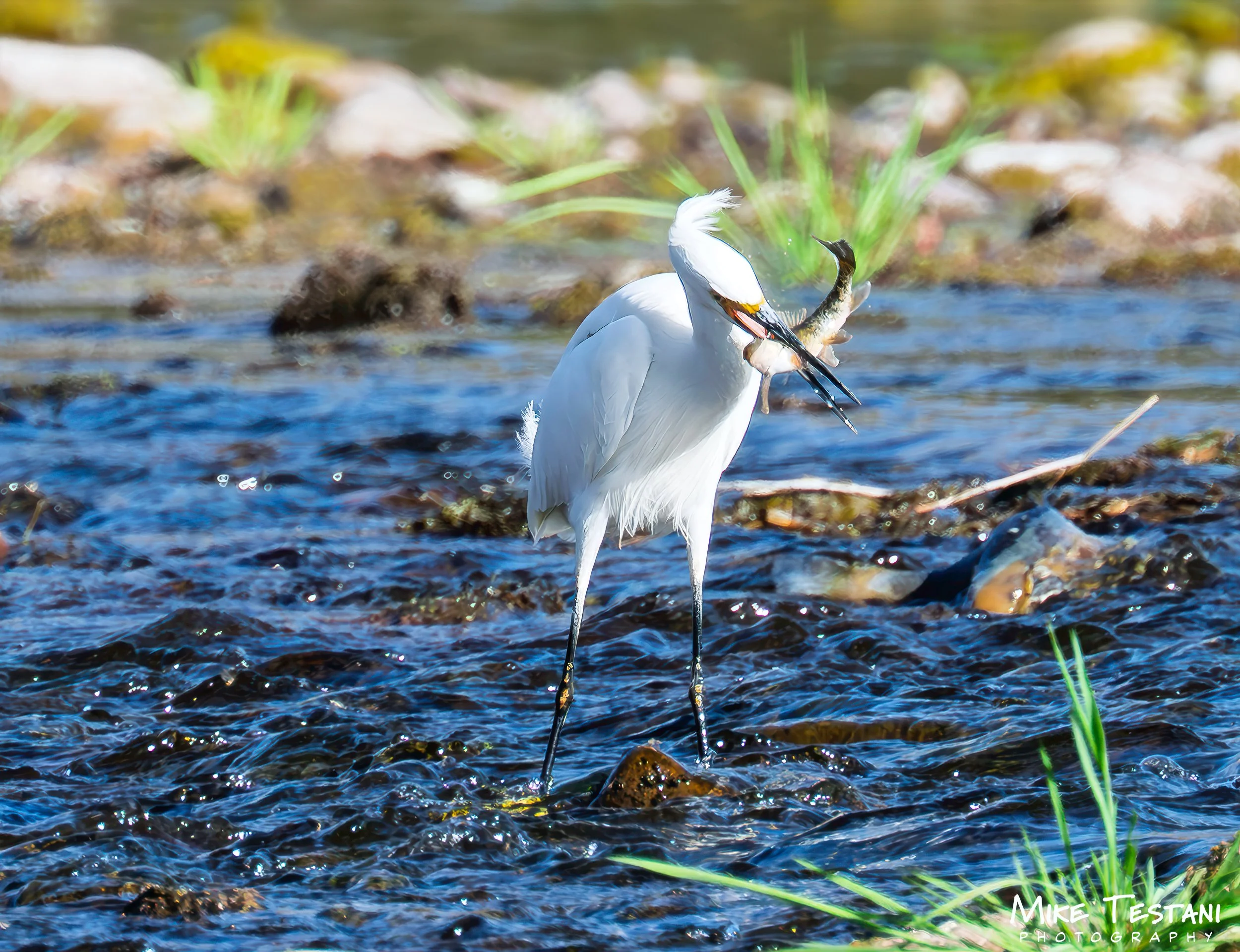 Egrett + Fish .jpg