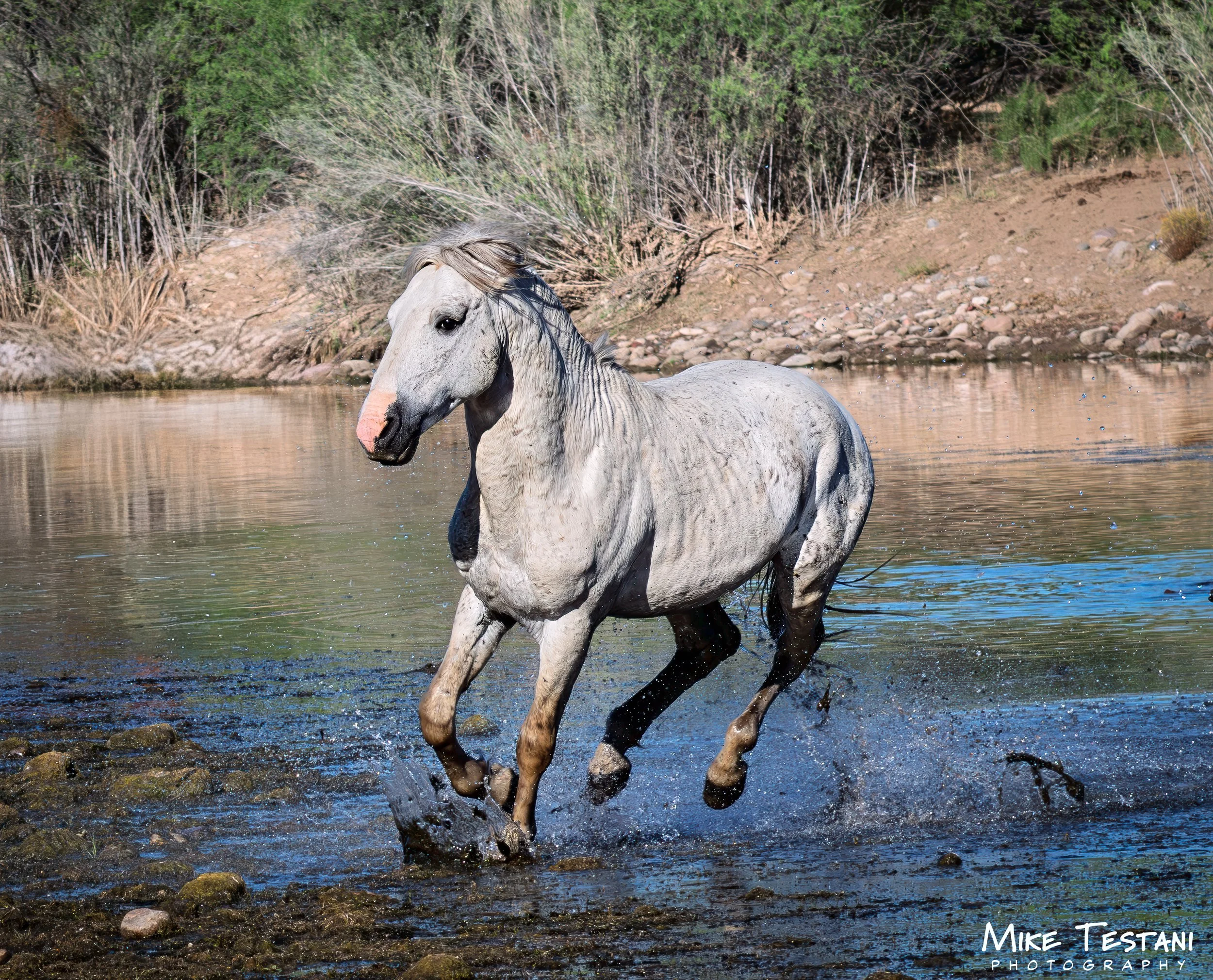 Salt River 3 19 26 H.jpg