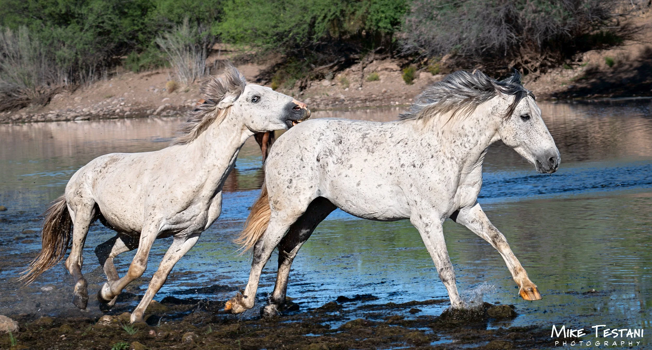 Salt River 3 19 26 E.jpg