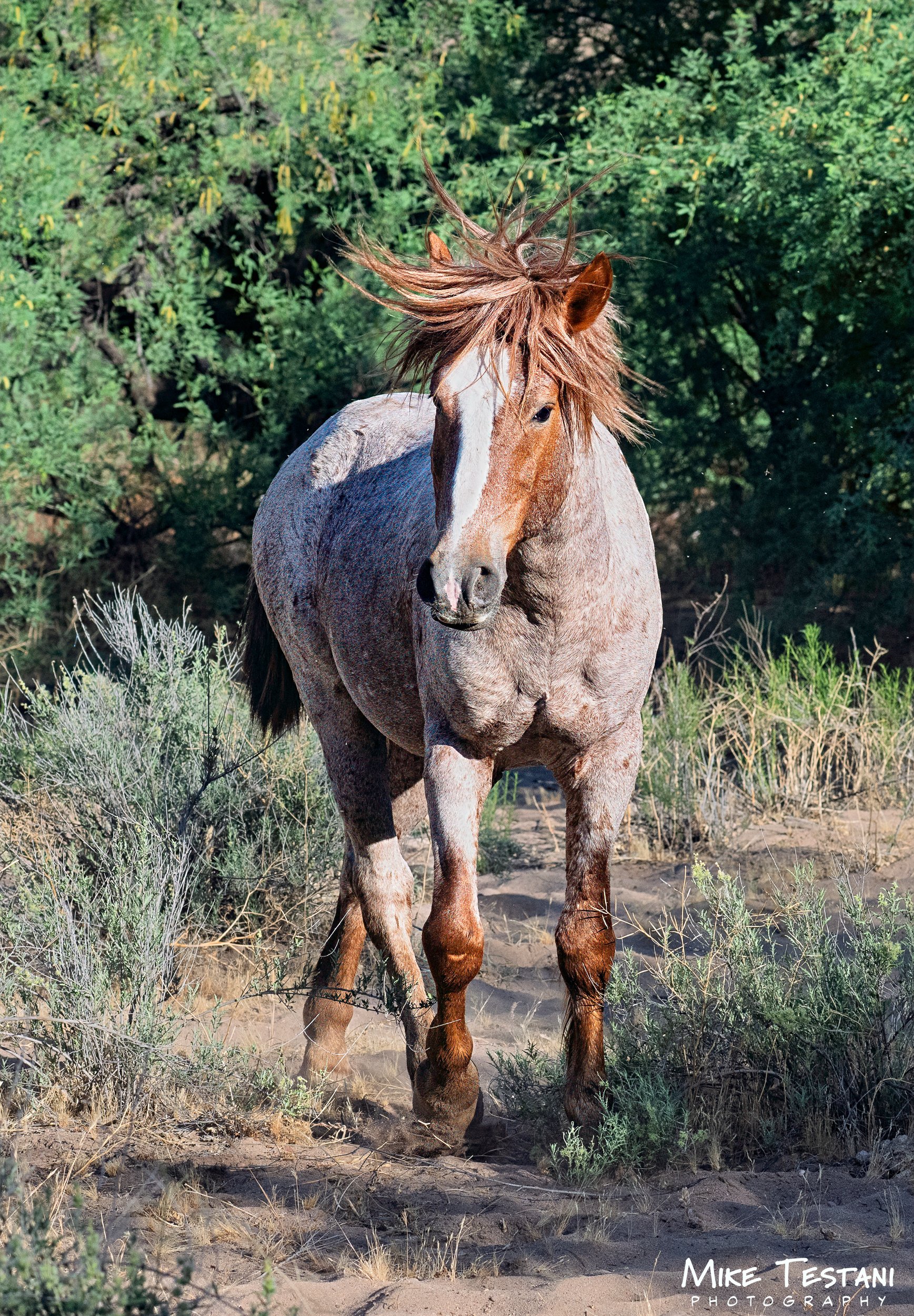 S R Horses April  11 26 E.jpg