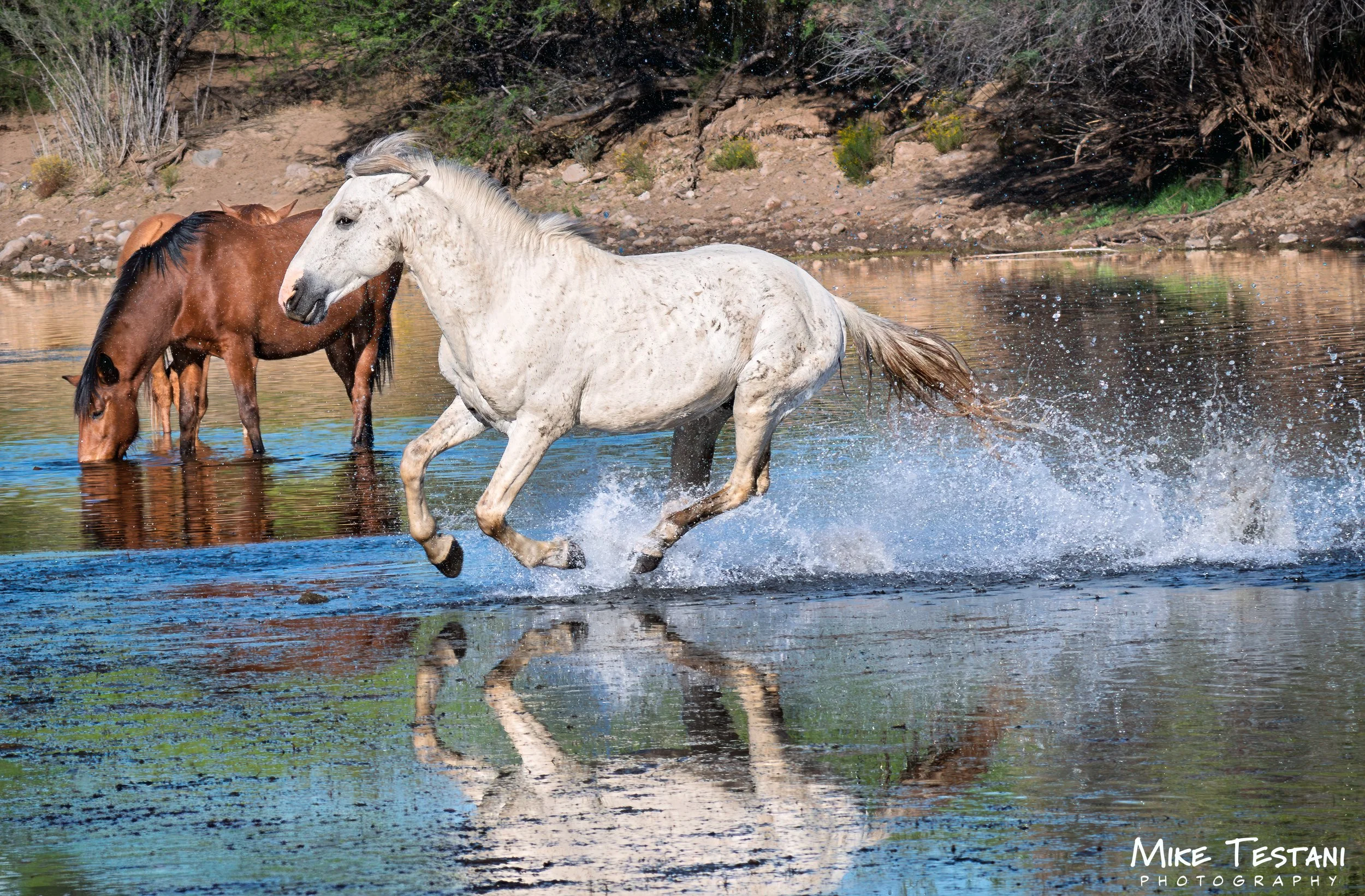 Salt River 3 19 26 A.jpg