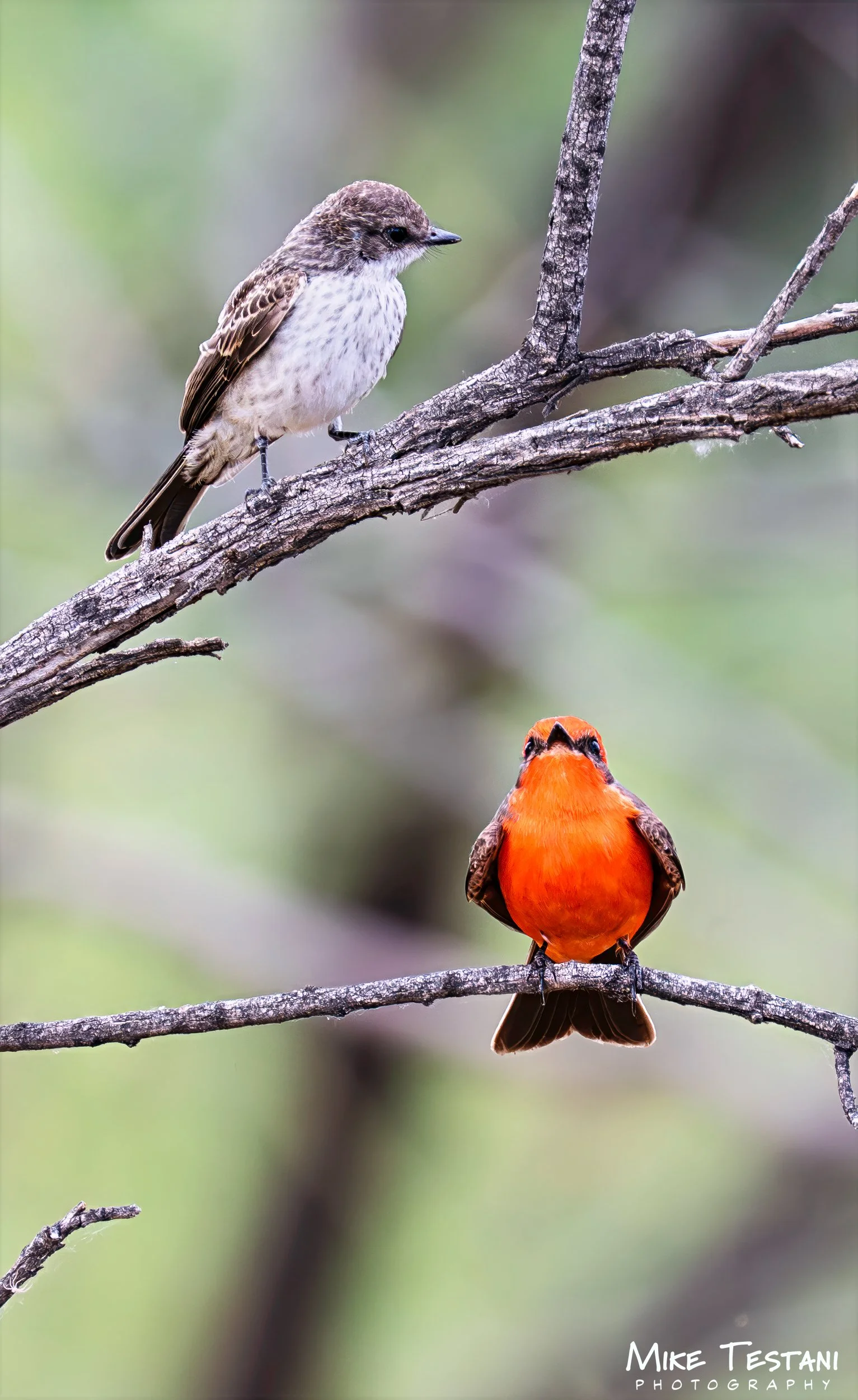 Mr & Mrs Fly Catcher 2.jpg