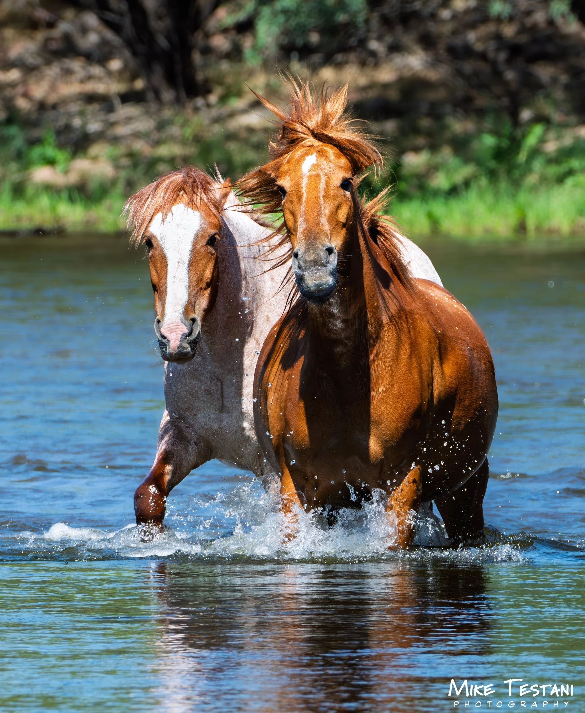 Two horses running through water with splashes, one chestnut with a white stripe on its face, the other light brown, in a green outdoor setting.