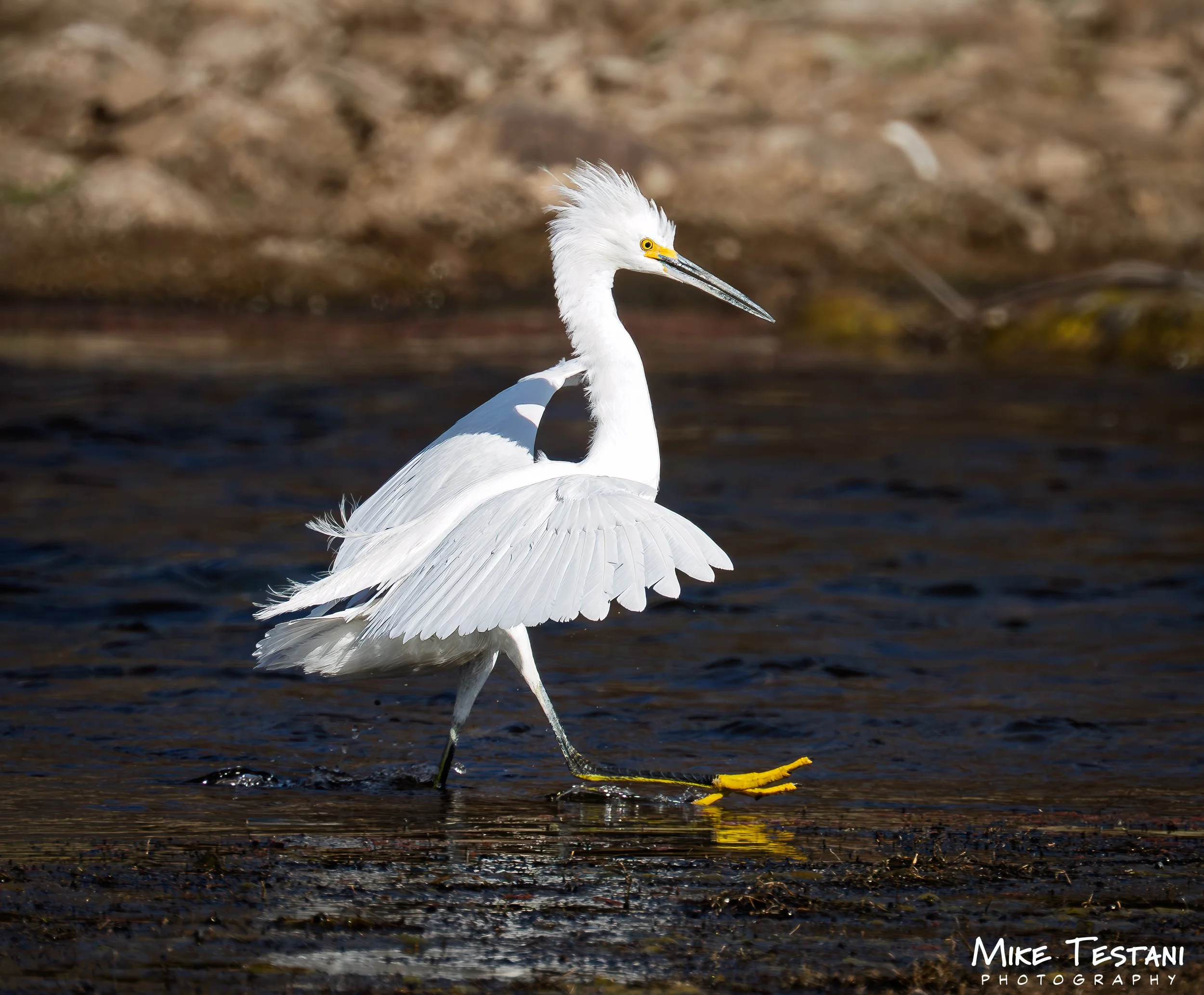 Salt River Snowy Egret 2026 2.jpg