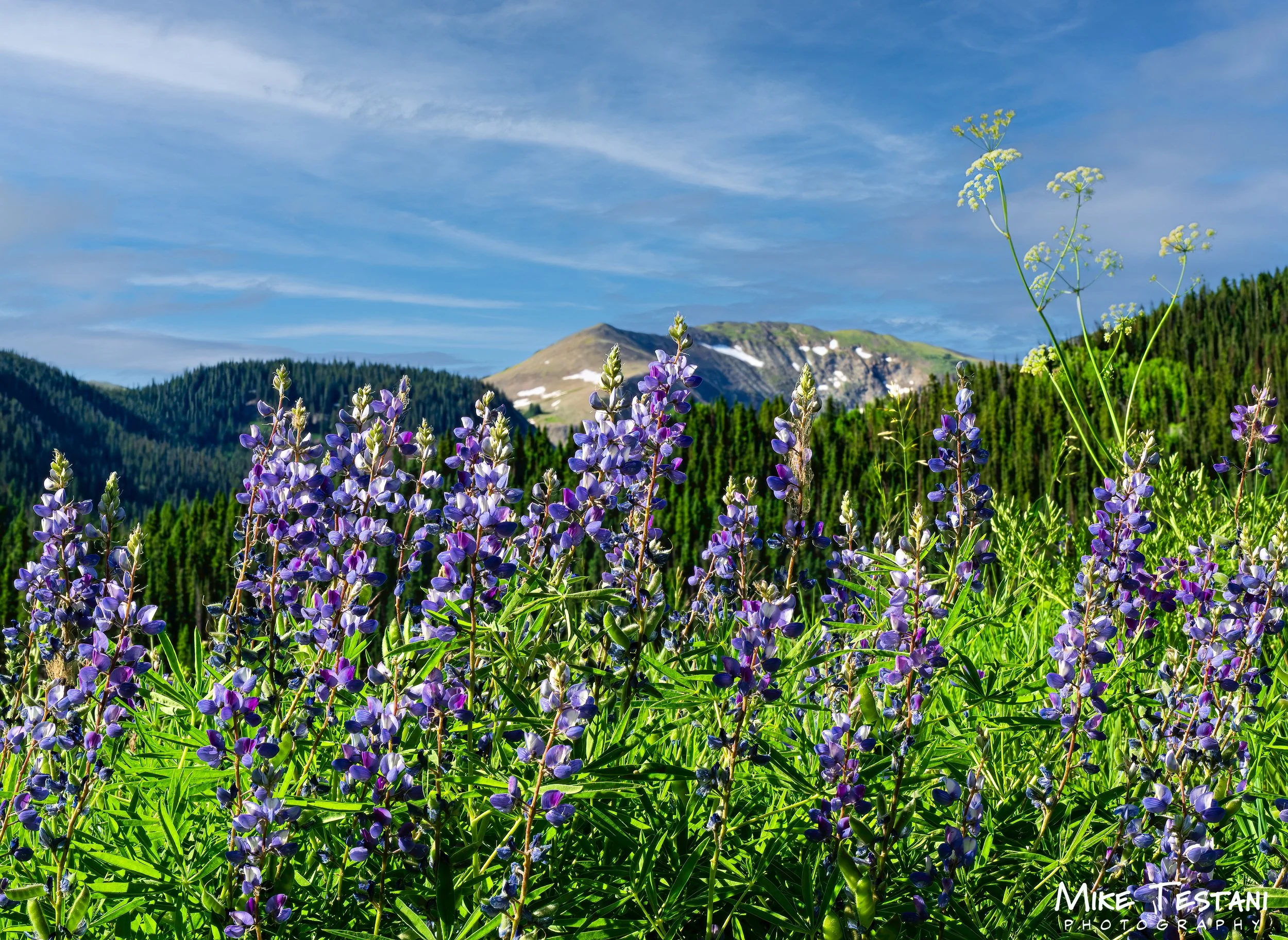 Wildflower.jpg