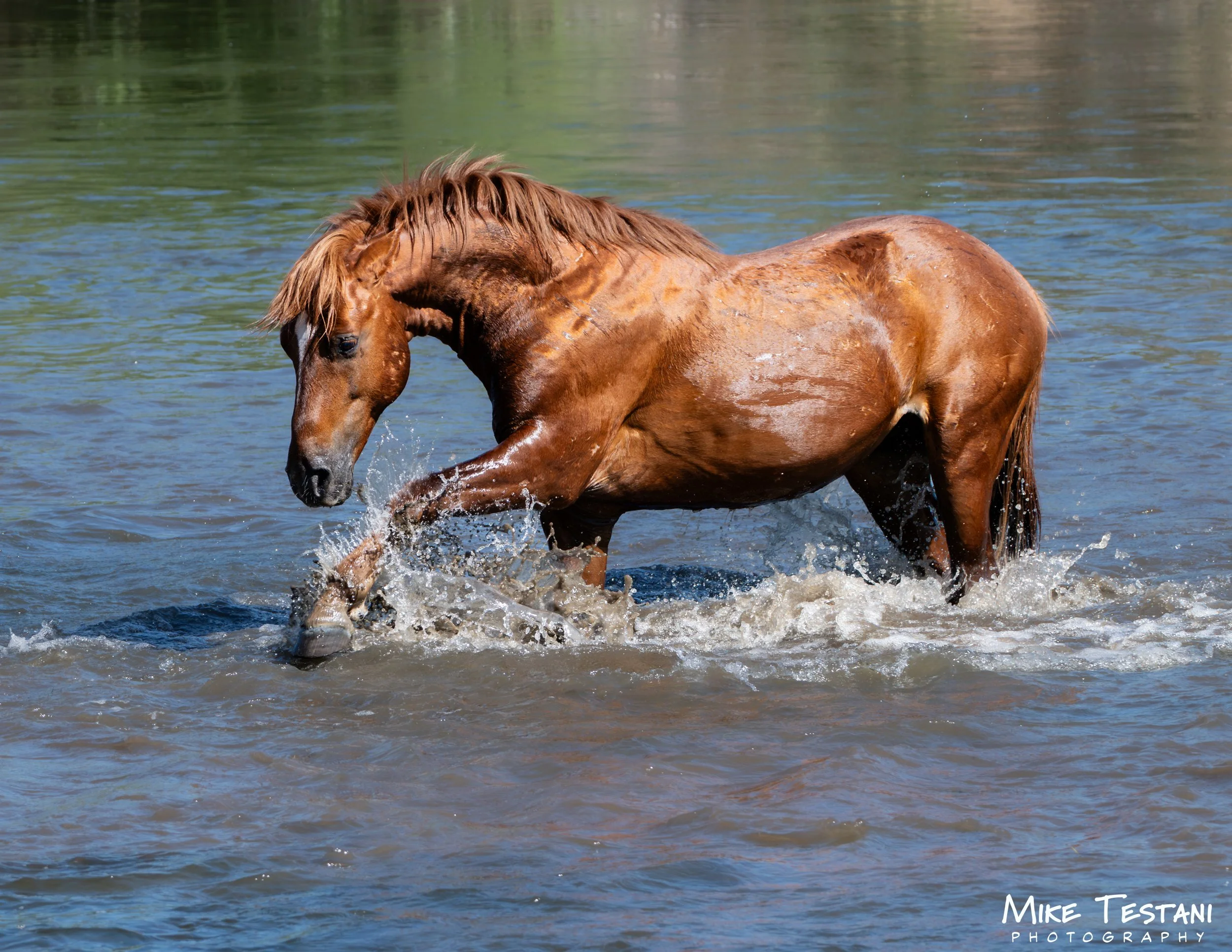 A brown horse with a white face marking is walking through a body of water, creating splashes. Its mane is wet and flowing, and the background shows more water with some green reflections.