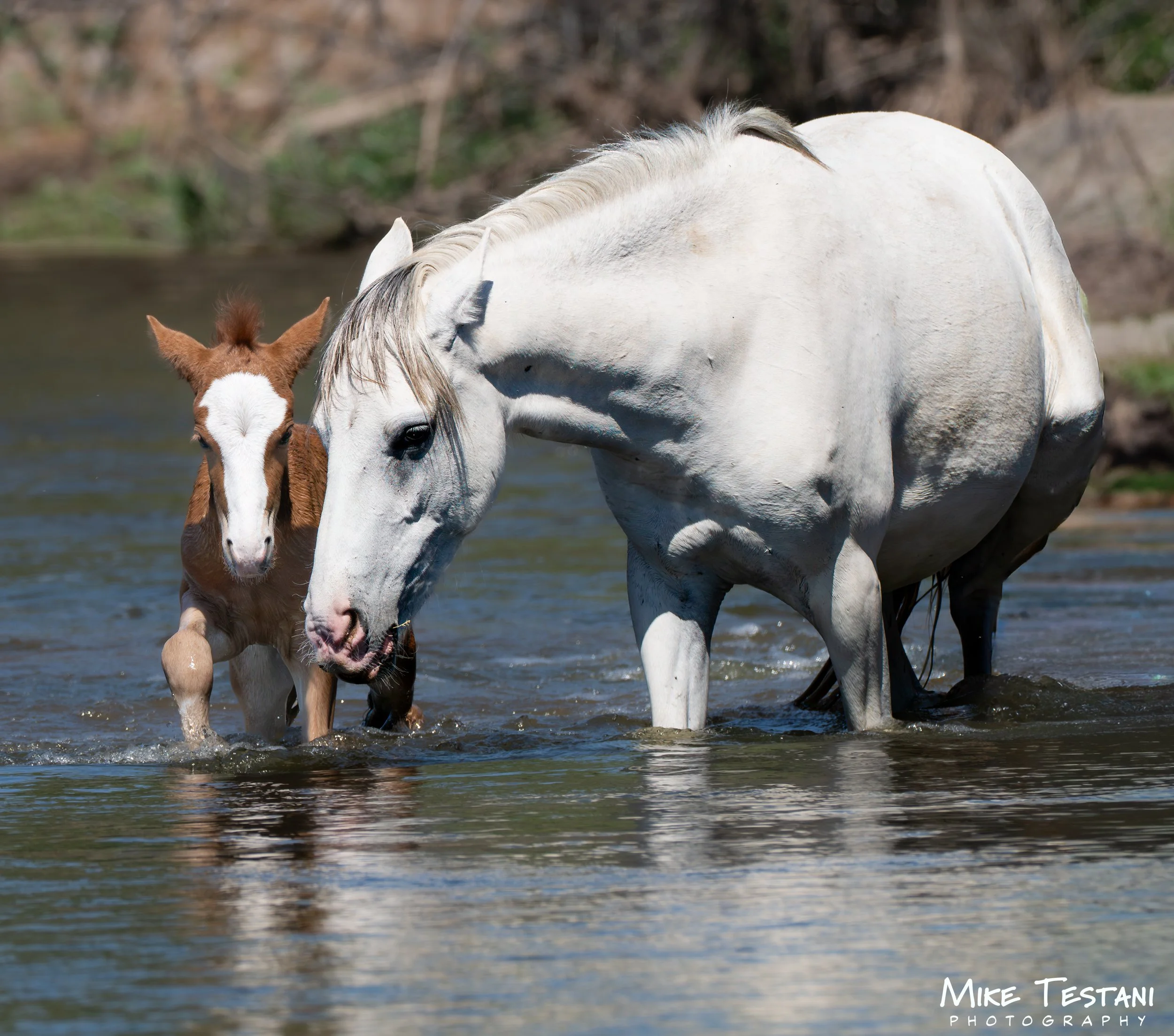 A white horse and a brown and white foal standing in water near a muddy bank with trees in the background.