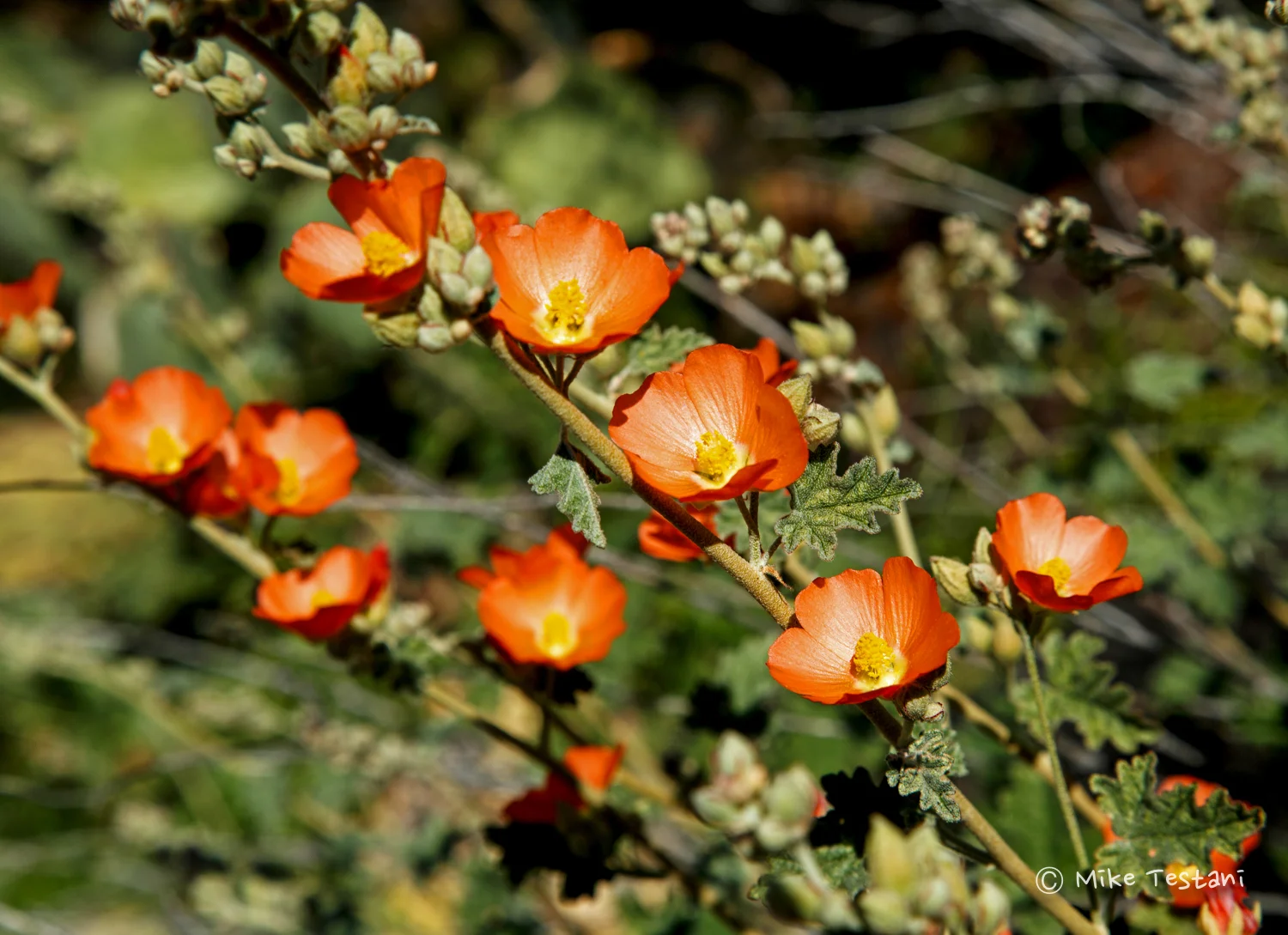 Orange Mallow (Copy)