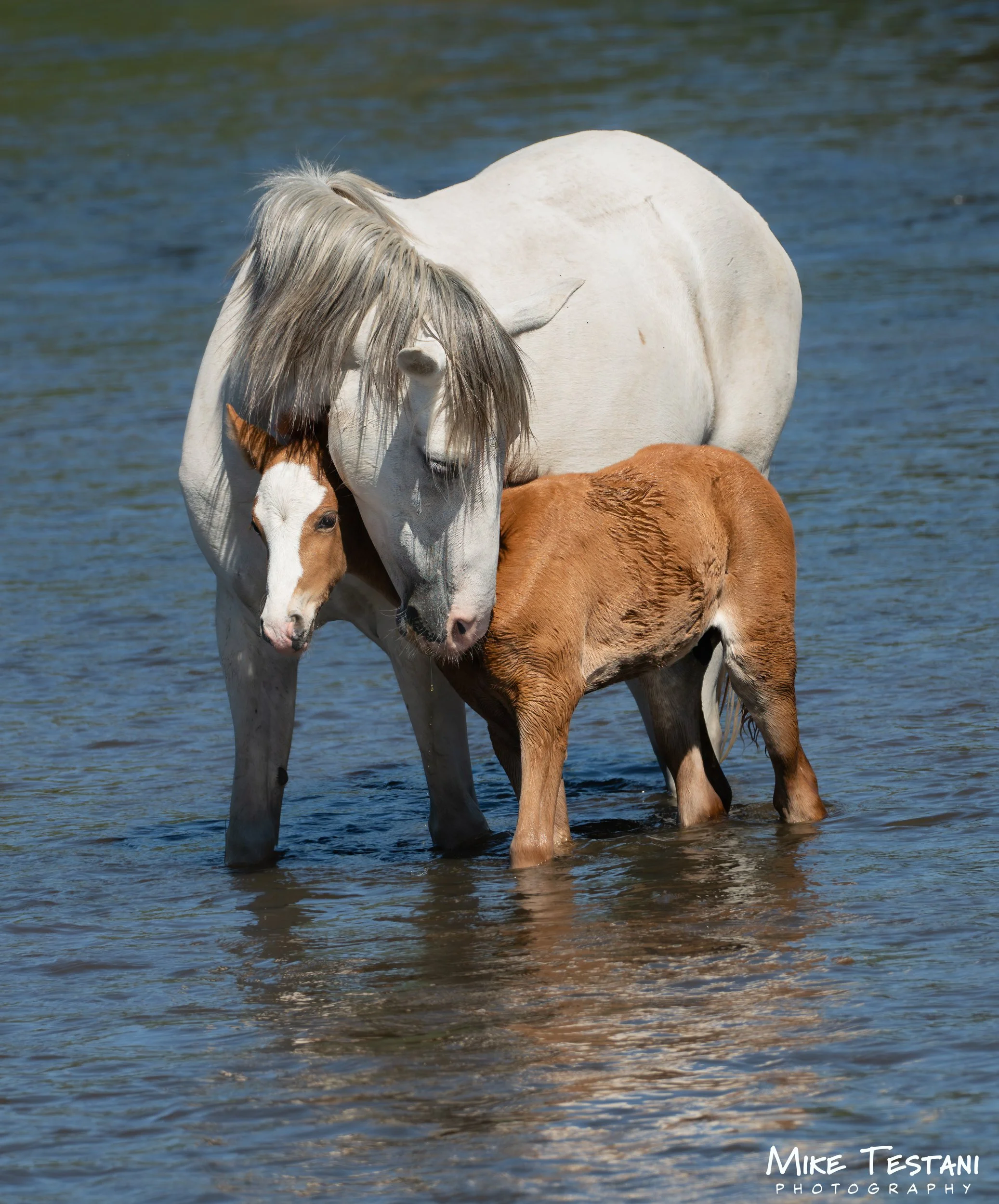 Two horses standing in water, with one grazing and the other facing the camera, in a natural outdoor setting.