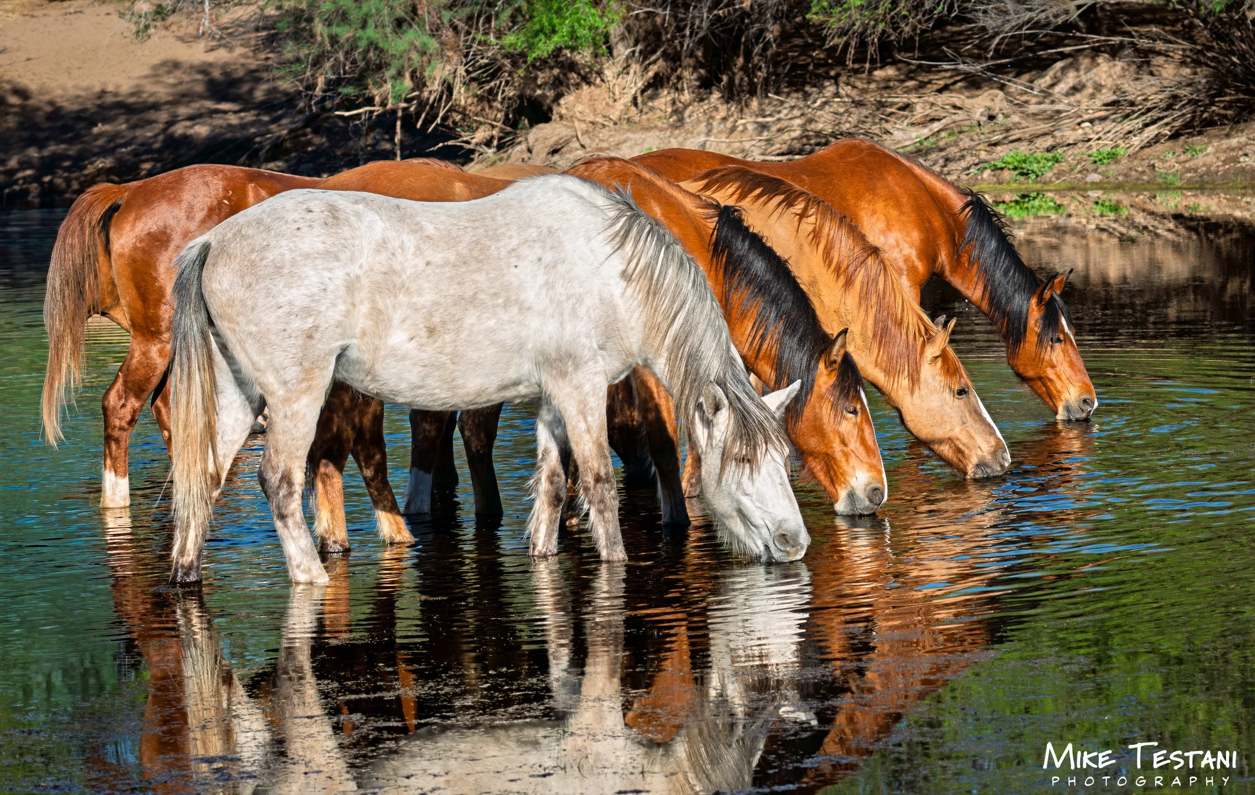 Salt River 3 19 26 B.jpg