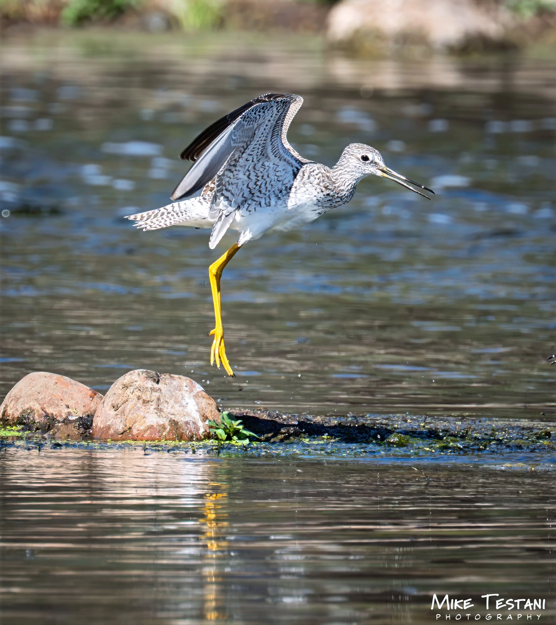 Greater Yellow Legs 314 .jpg