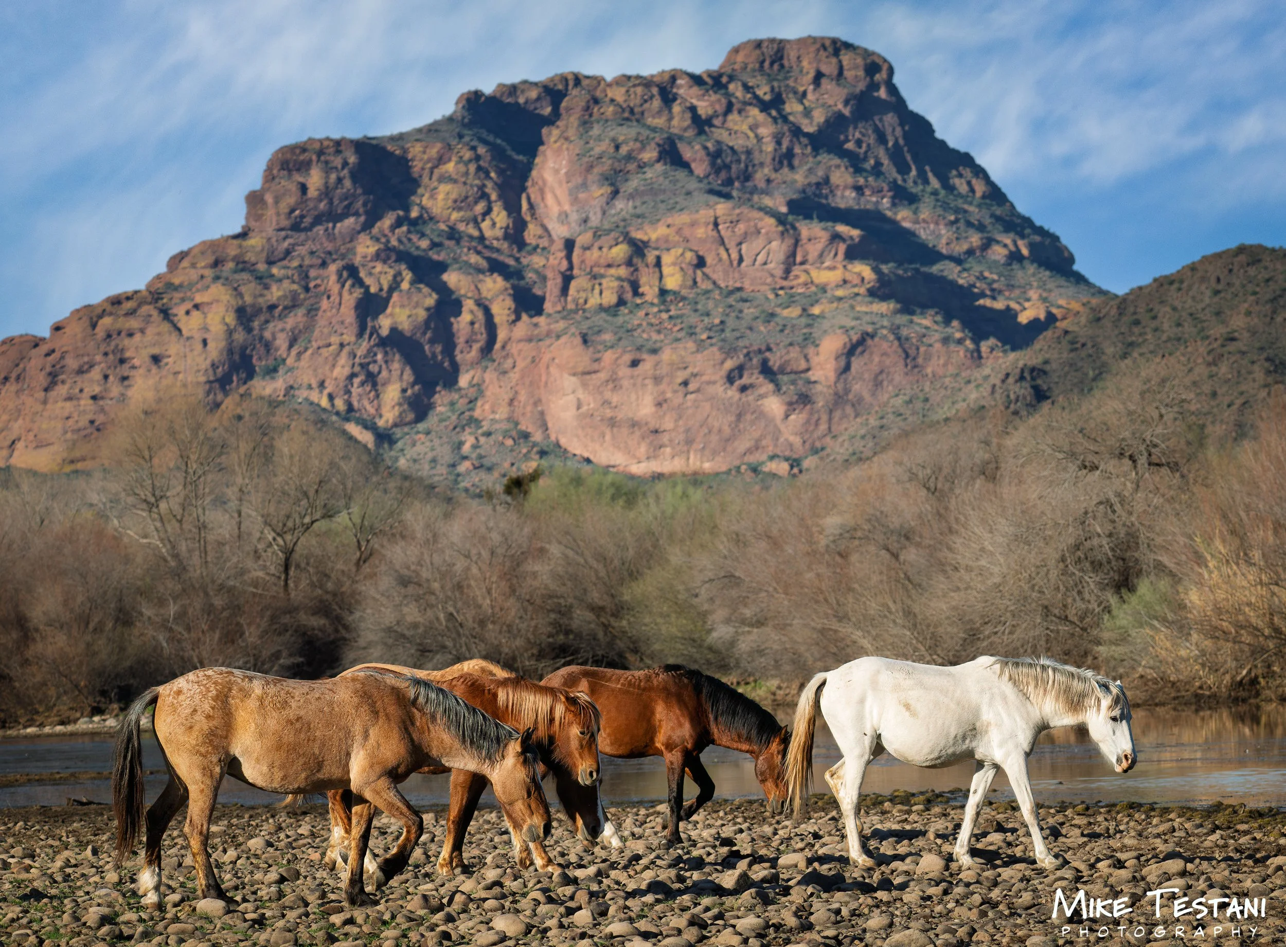 Salt River Horses 2026 Feb 8 C.jpg