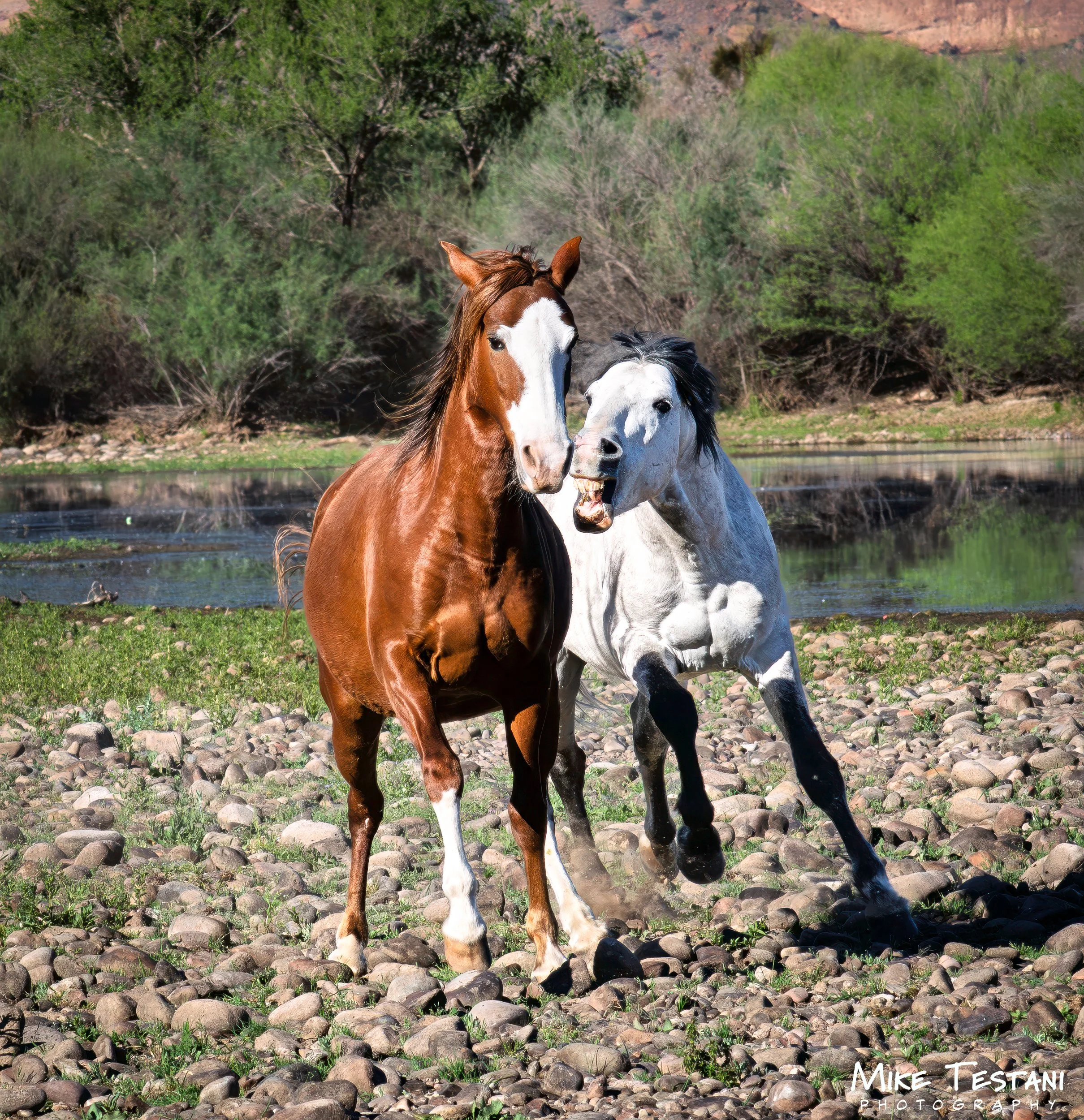 Salt River 3 19 26 I.jpg