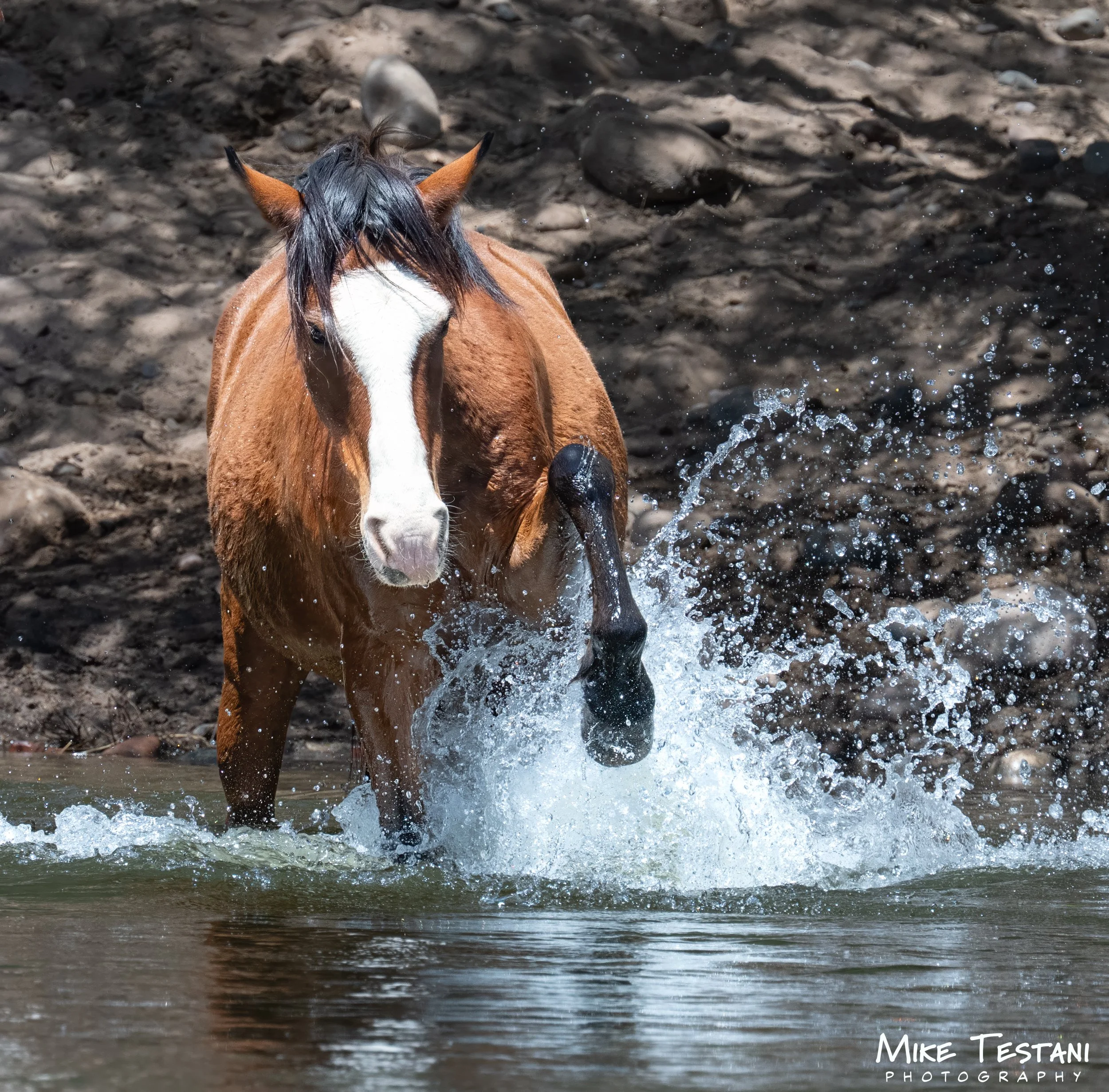 Salt River Horses 17  April 2026-21.jpg