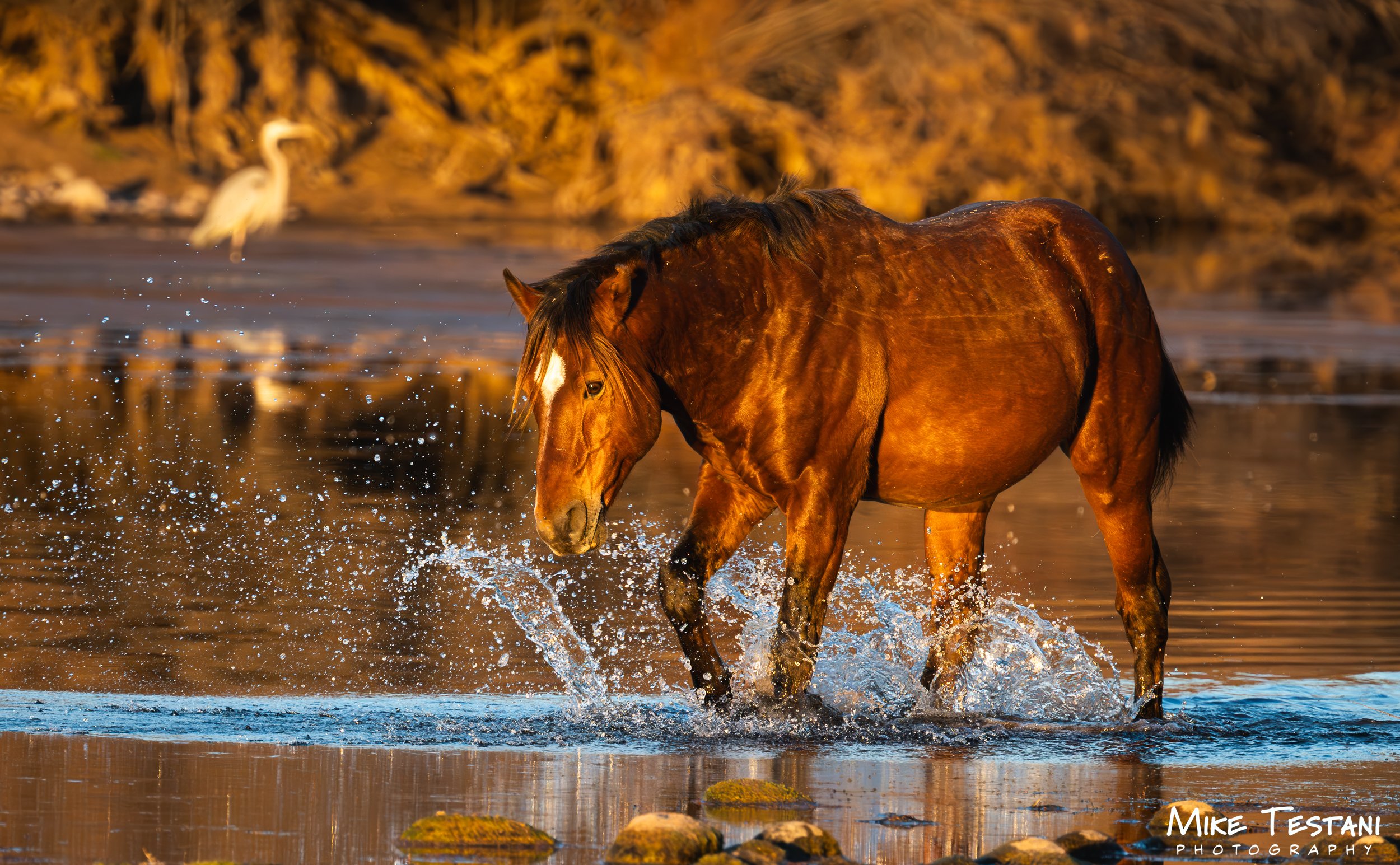 Sunset on the Salt River Jan 2026.jpg