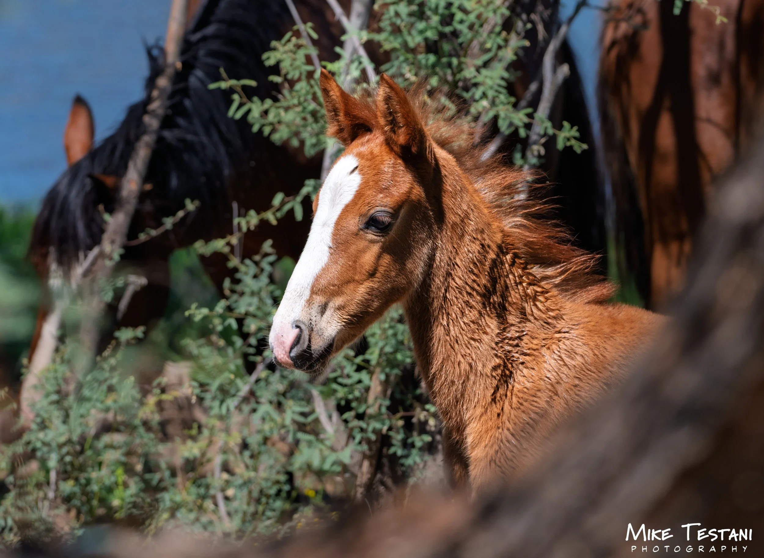 Close-up of a young chestnut horse with a white stripe on its face, standing behind green vegetation, with another horse visible in the background.