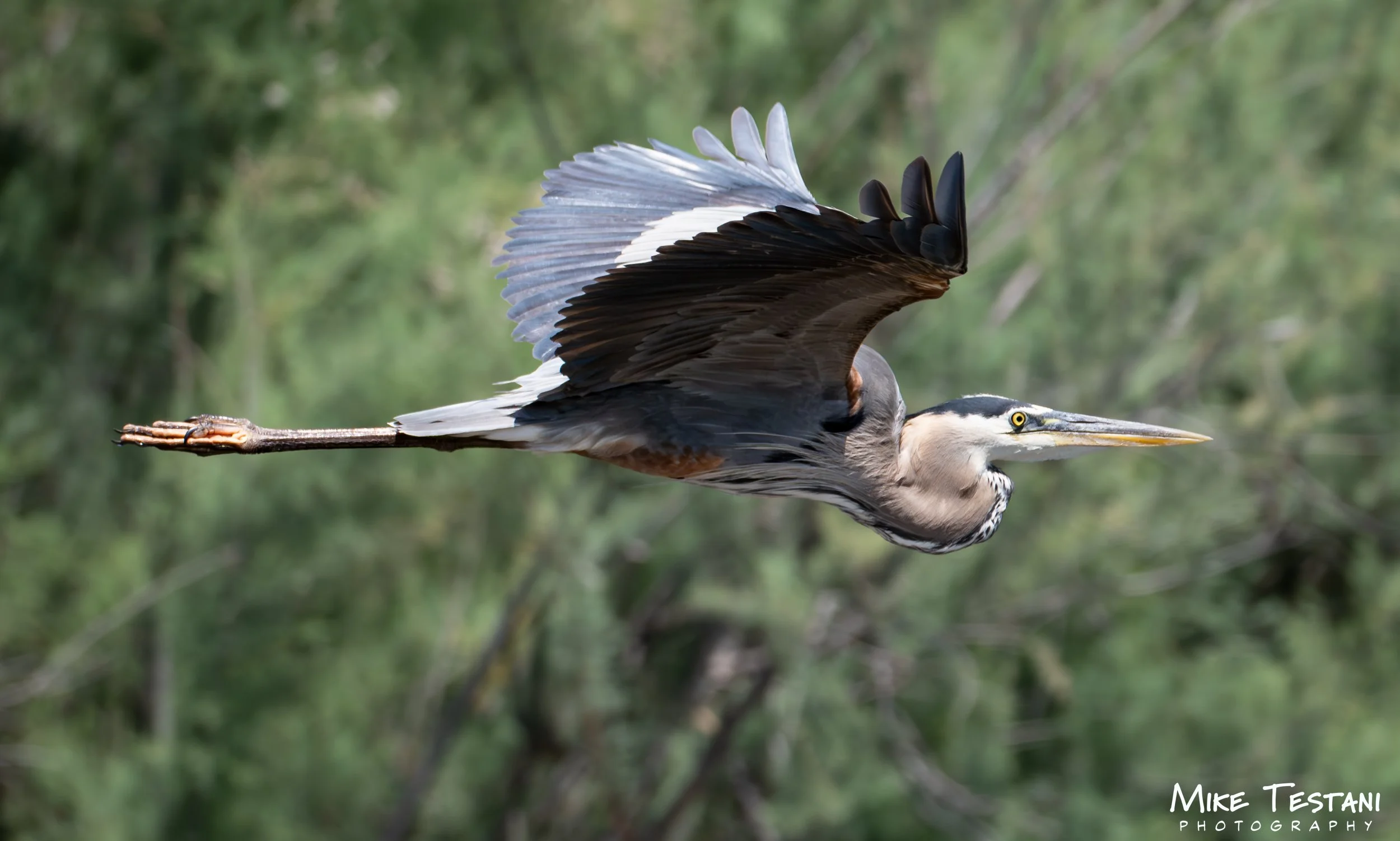 A heron in mid-flight with wings spread, flying over a blurred green natural background.