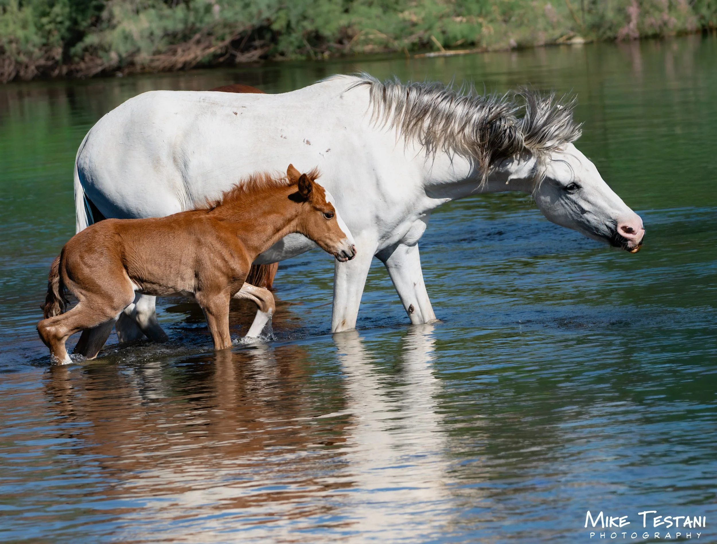 A white horse and a brown foal walking through a shallow river with a green, wooded background.