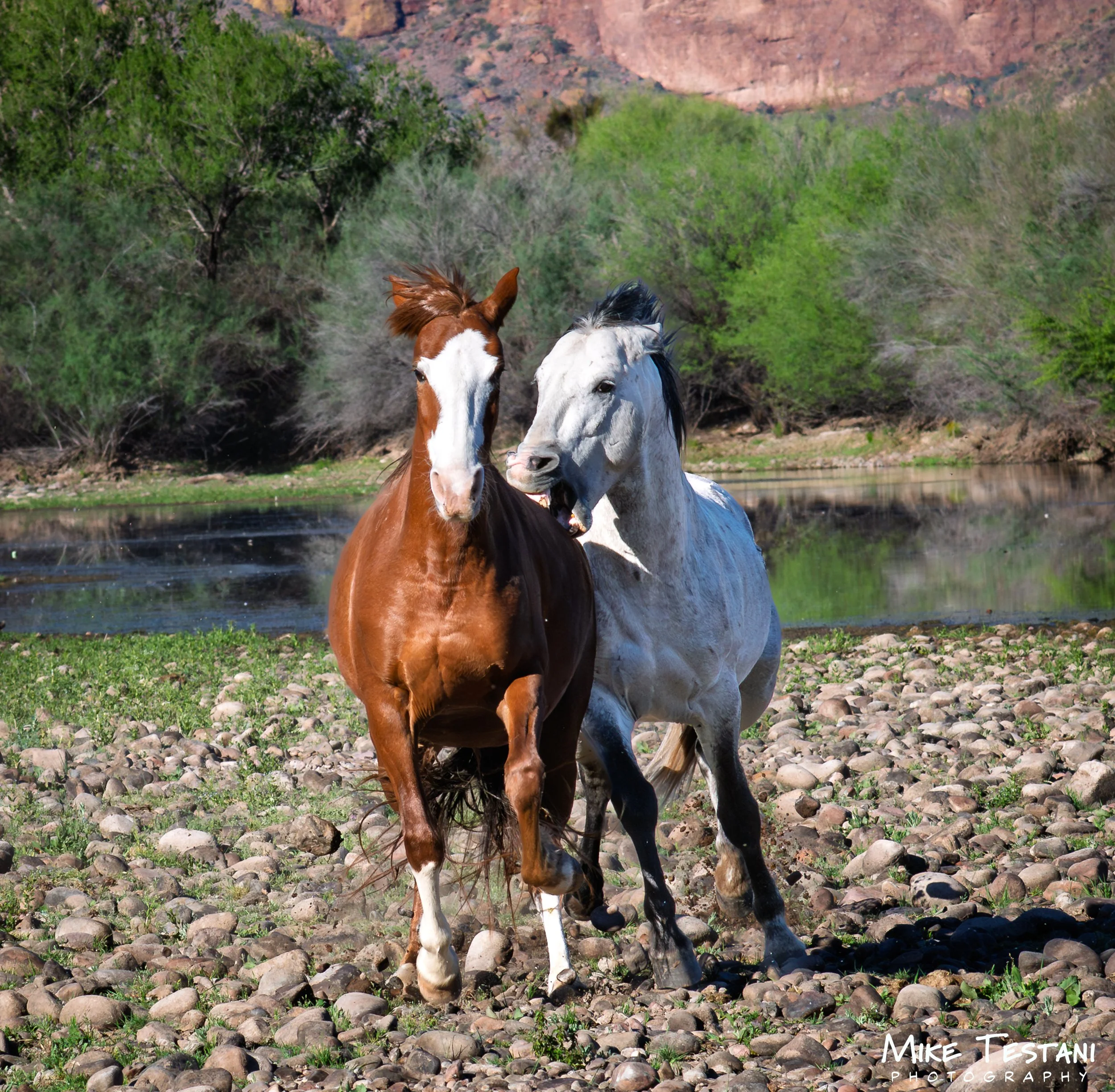 Salt River 3 19 26 D.jpg