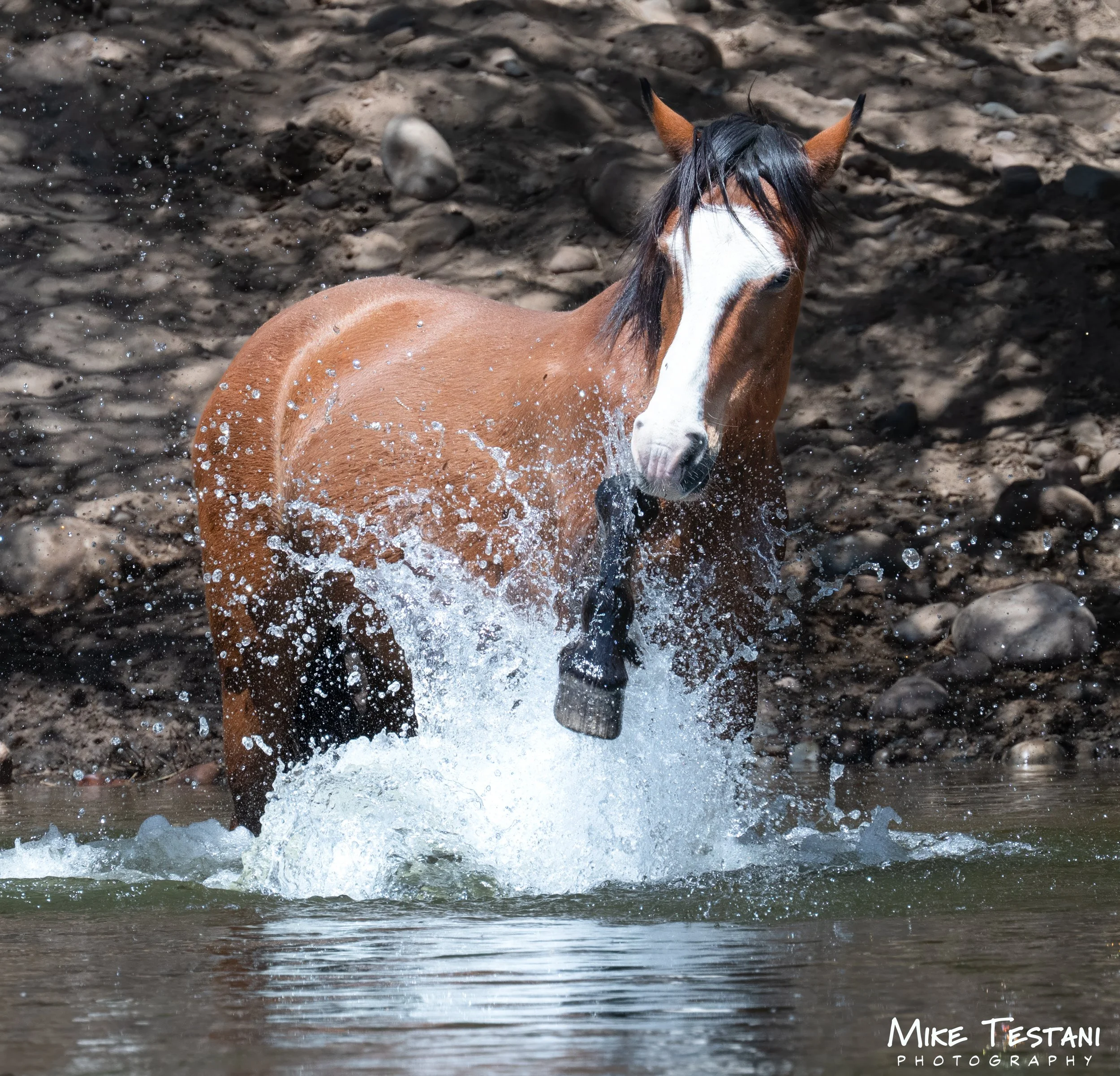 Salt River Horses 17  April 2026-22.jpg