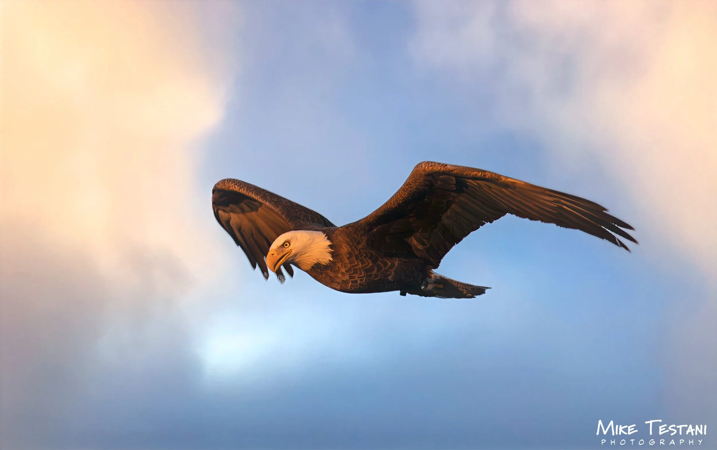 Salt Rivger Eagle 2026.jpg