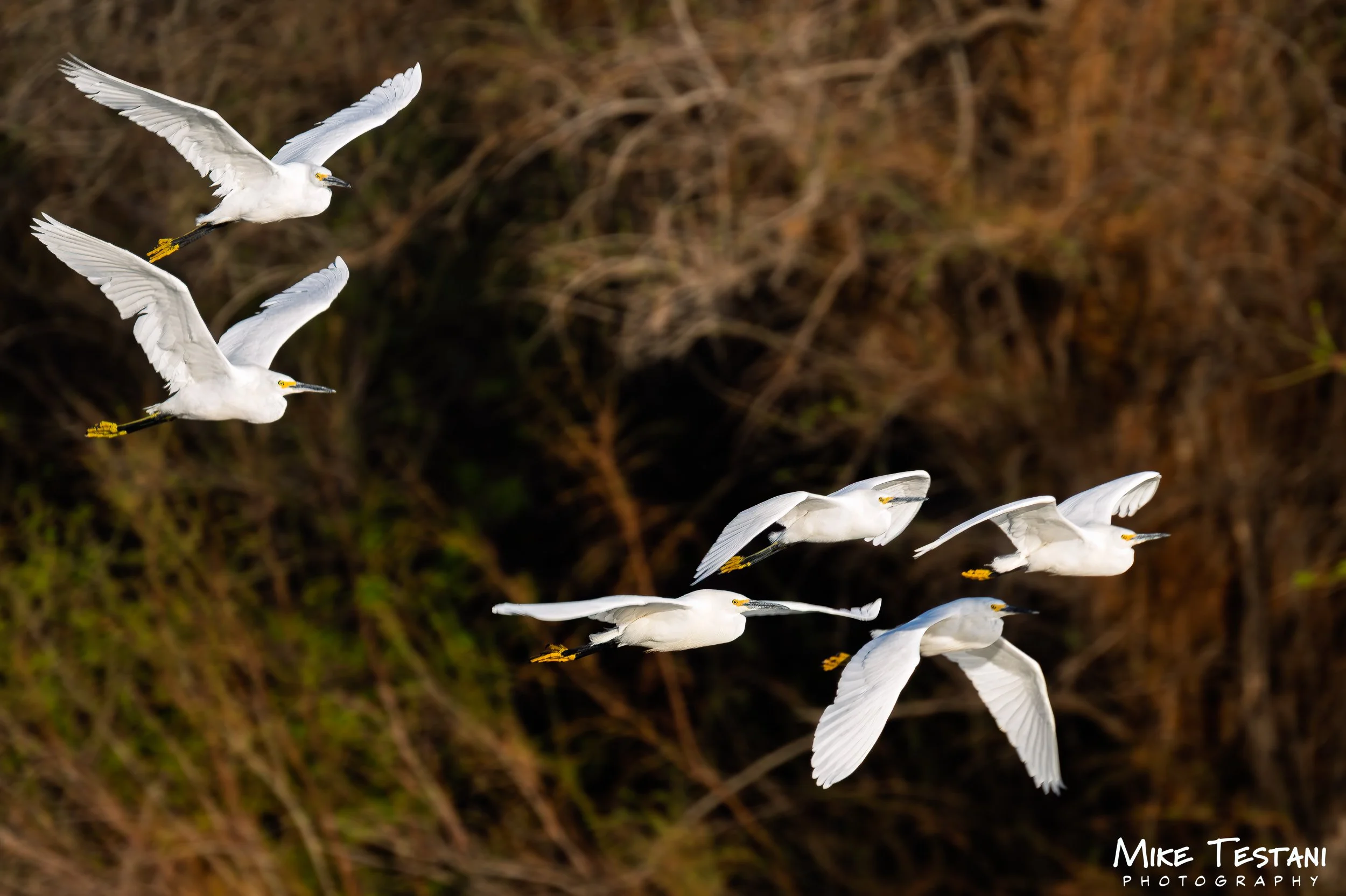 Egrett X 6.jpg