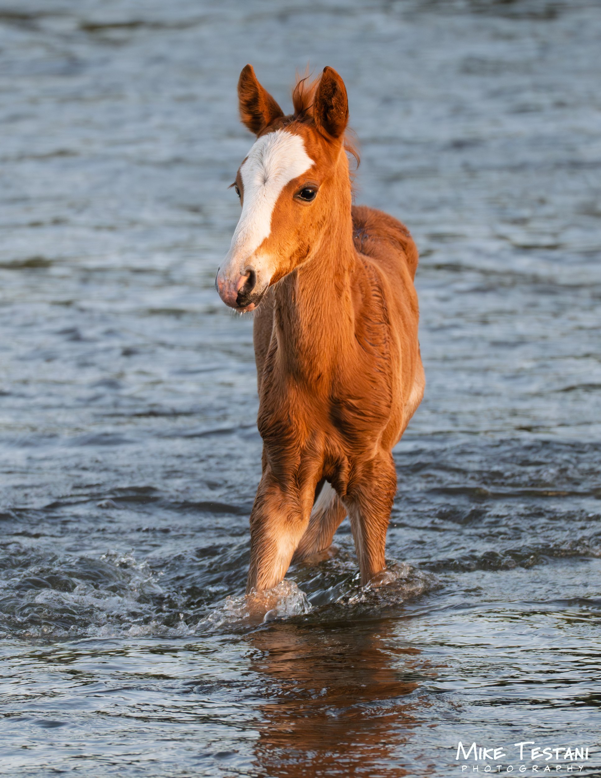 A young brown foal with a white blaze on its face stands in shallow water, with ripples around its legs, against a background of water.