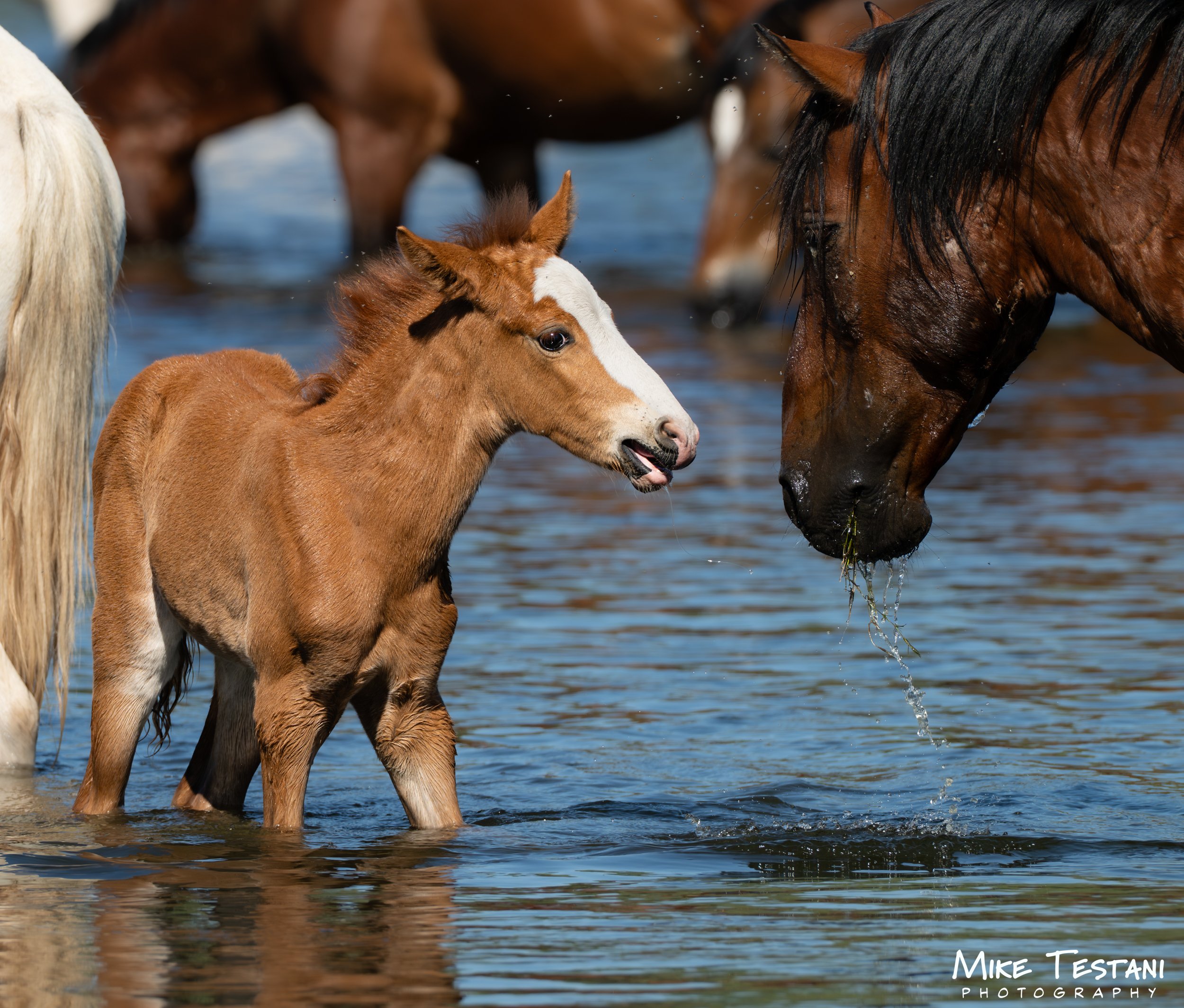 A foal with a white blaze on its face standing in water near adult horses, likely in a wetland or river. The foal is brown with a darker mane, and the adult horses are brown and white. The scene is outdoors with water splashing around.