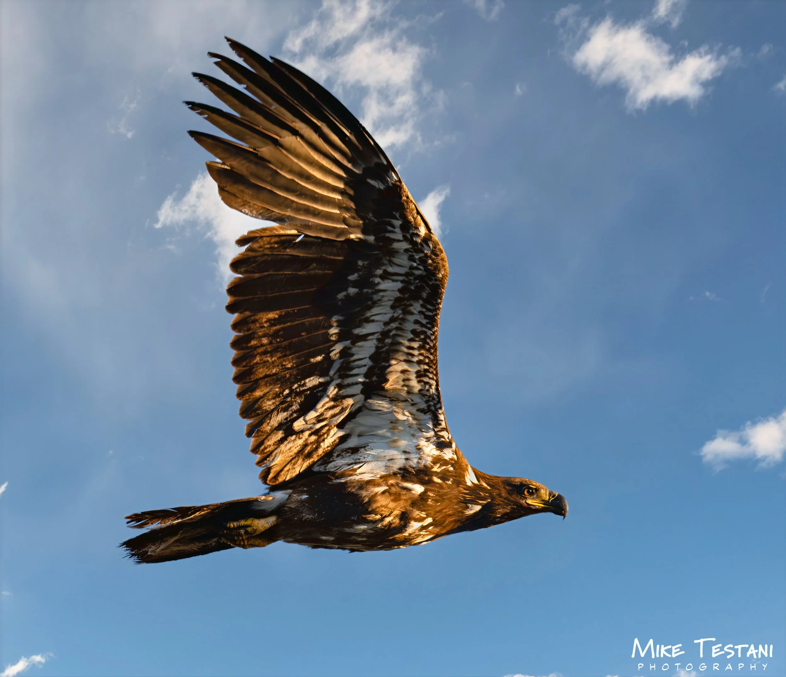 Juvinile Bald Eagle March 19 2026 A.jpg