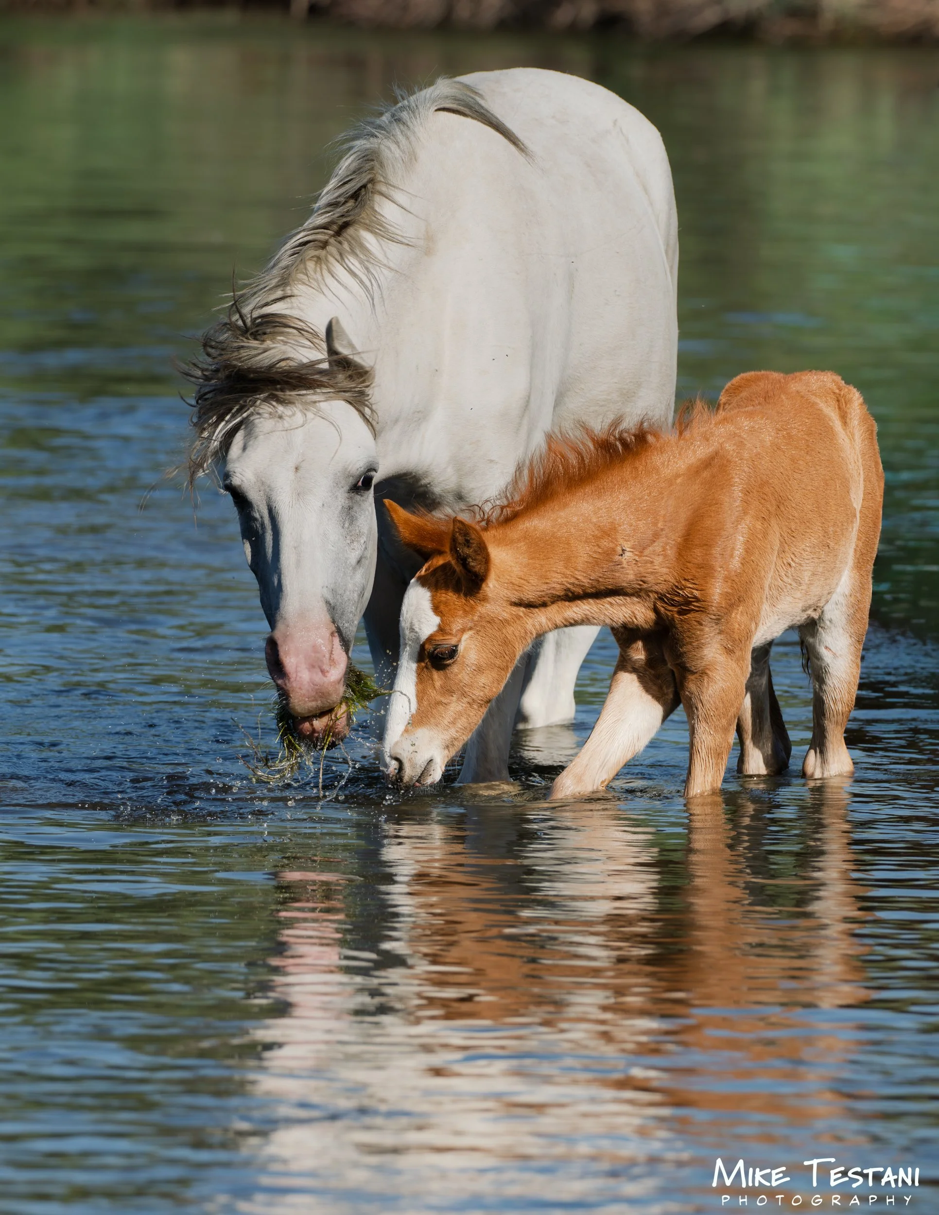 A white horse and a brown foal are standing in shallow water, their heads touching as they drink from the stream.