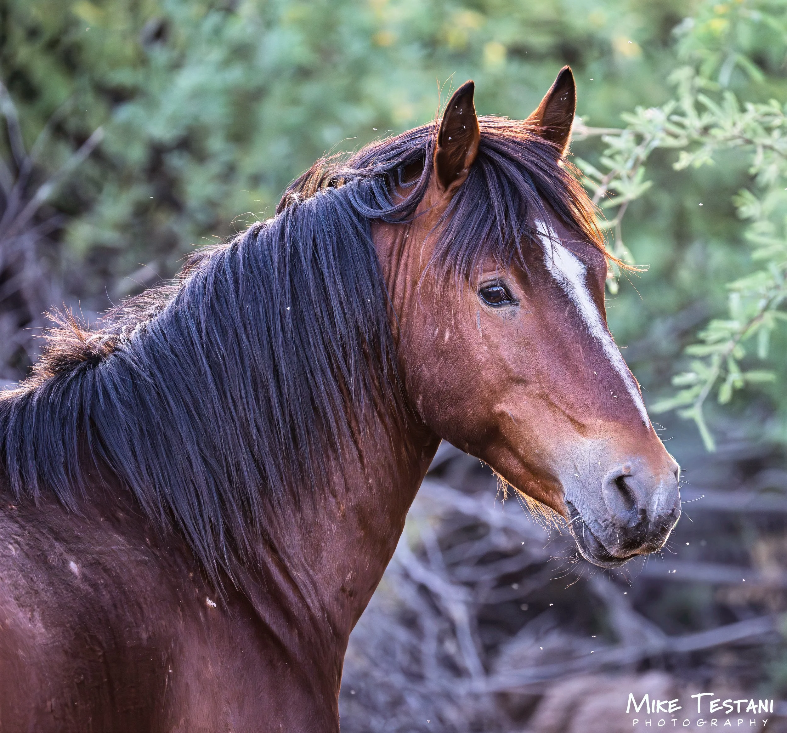 S R Horses April 11 26 A.jpg