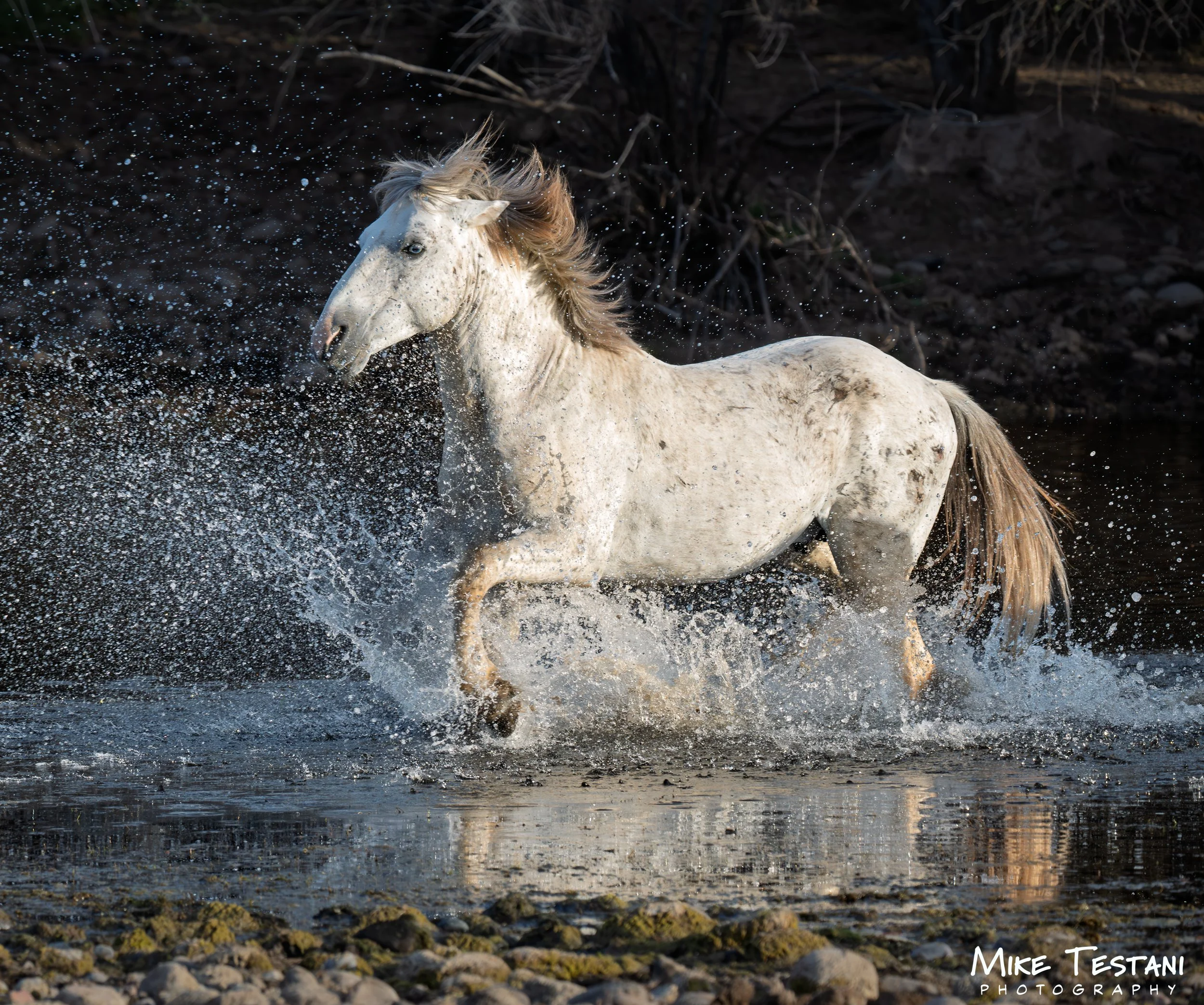 Salt River Horses 2026 Feb 9 G.jpg