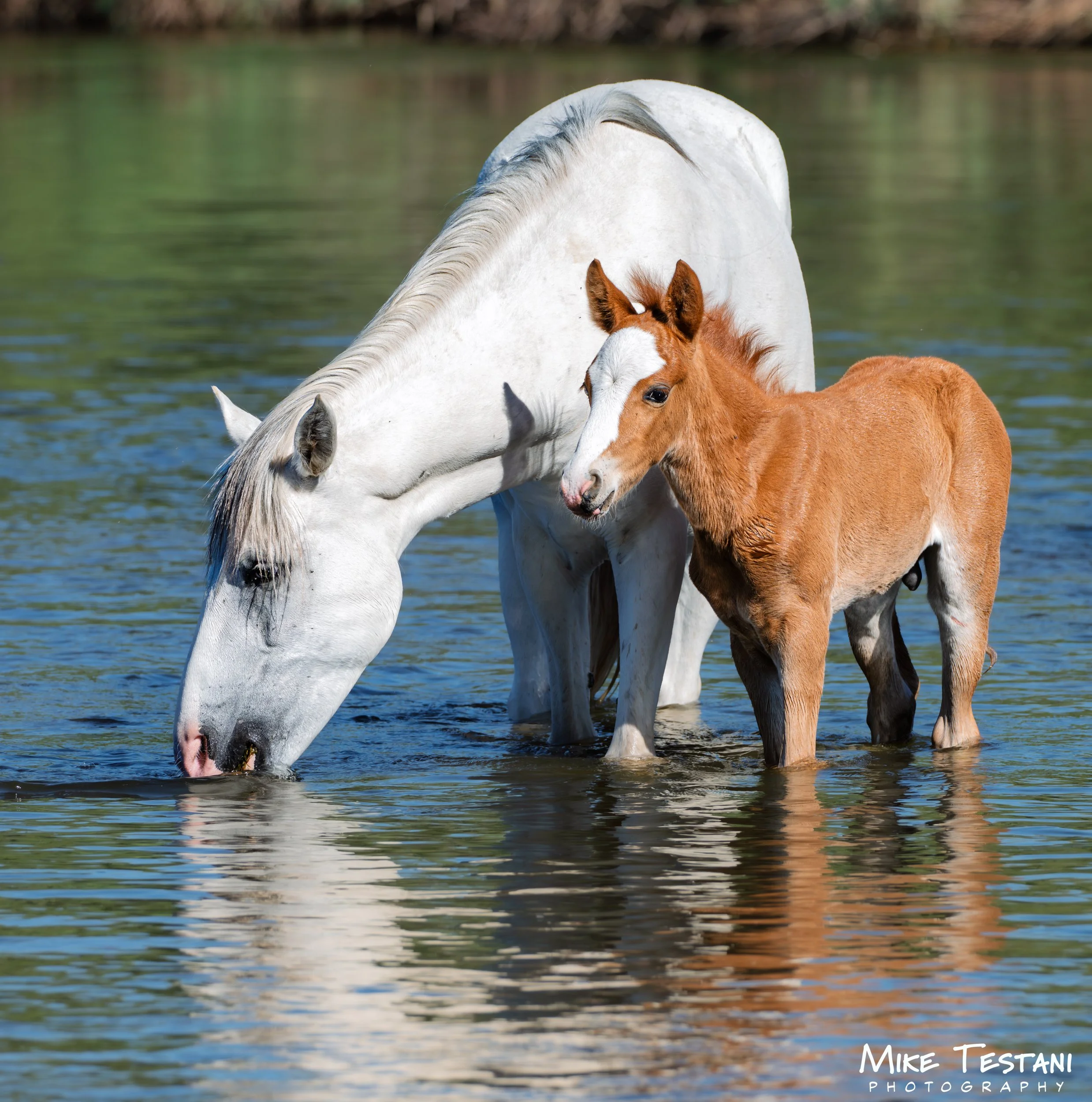 A white horse and a brown foal standing in a body of water, with the horse's head bent down towards the foal. The water is calm and there is a blurred natural background.