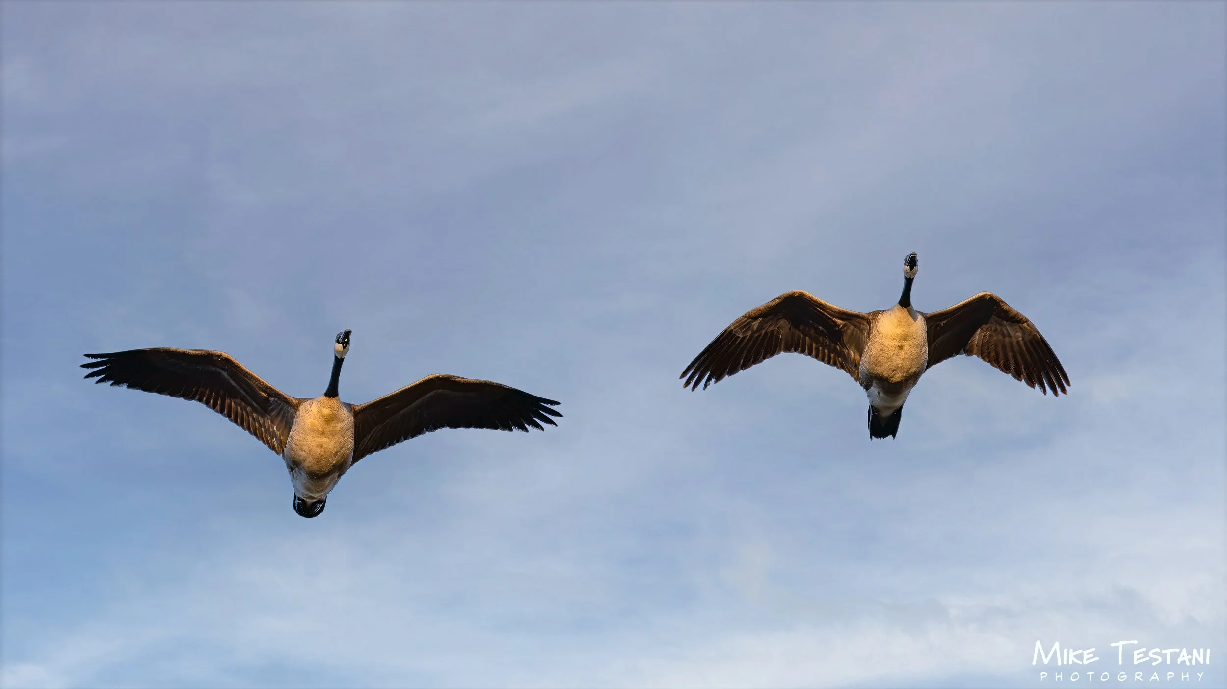 Canada Geese.jpg