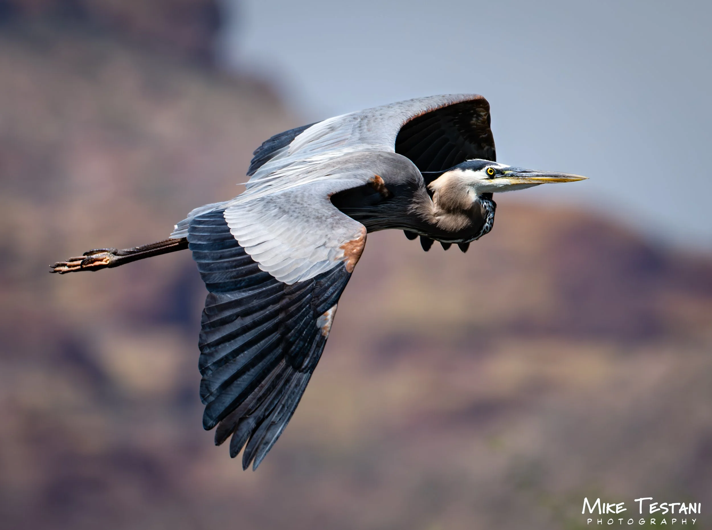 A heron flying in the sky with its wings spread wide, showing intricate feather details.