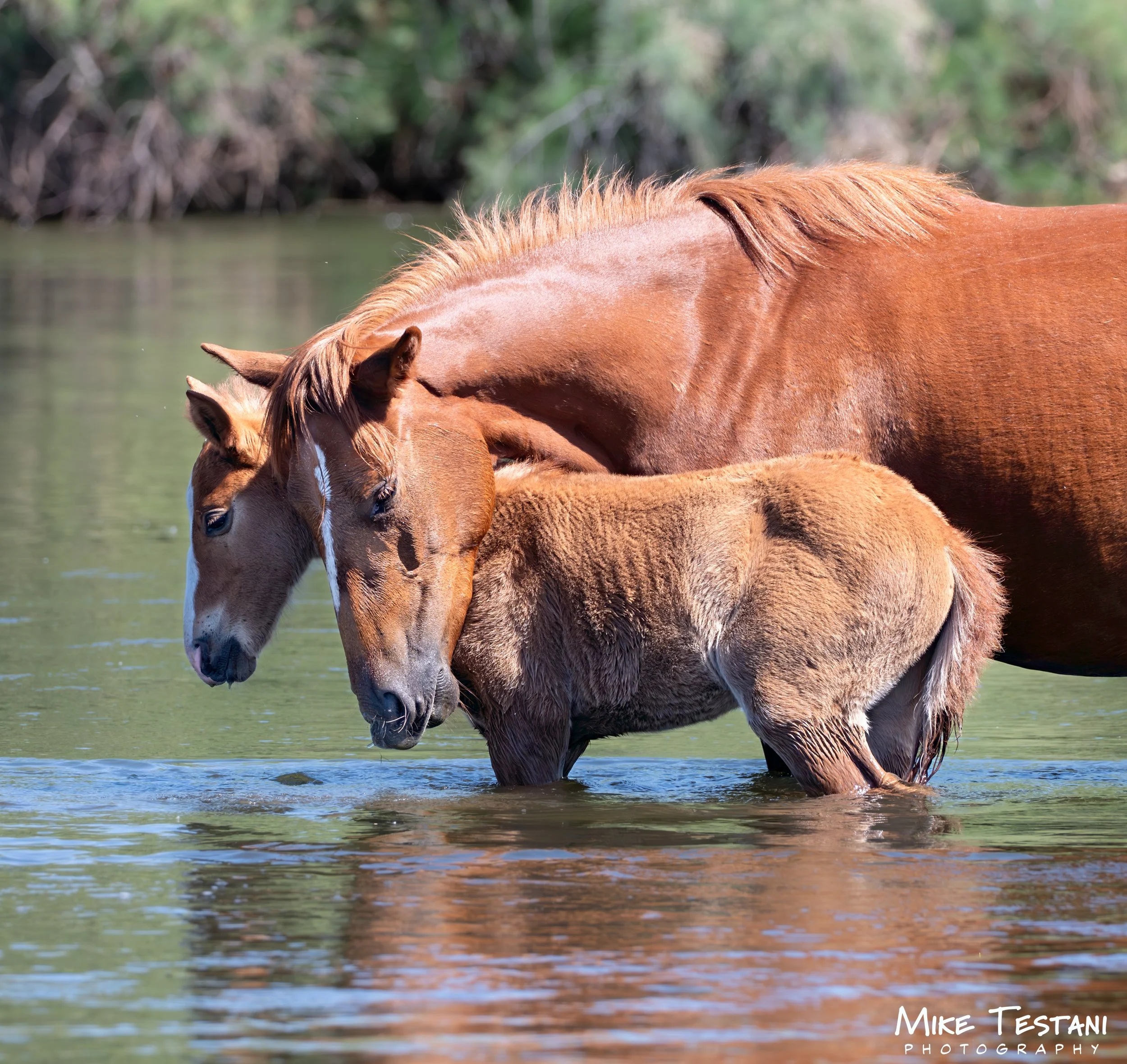 A brown horse and a foal standing in shallow water with greenery in the background.