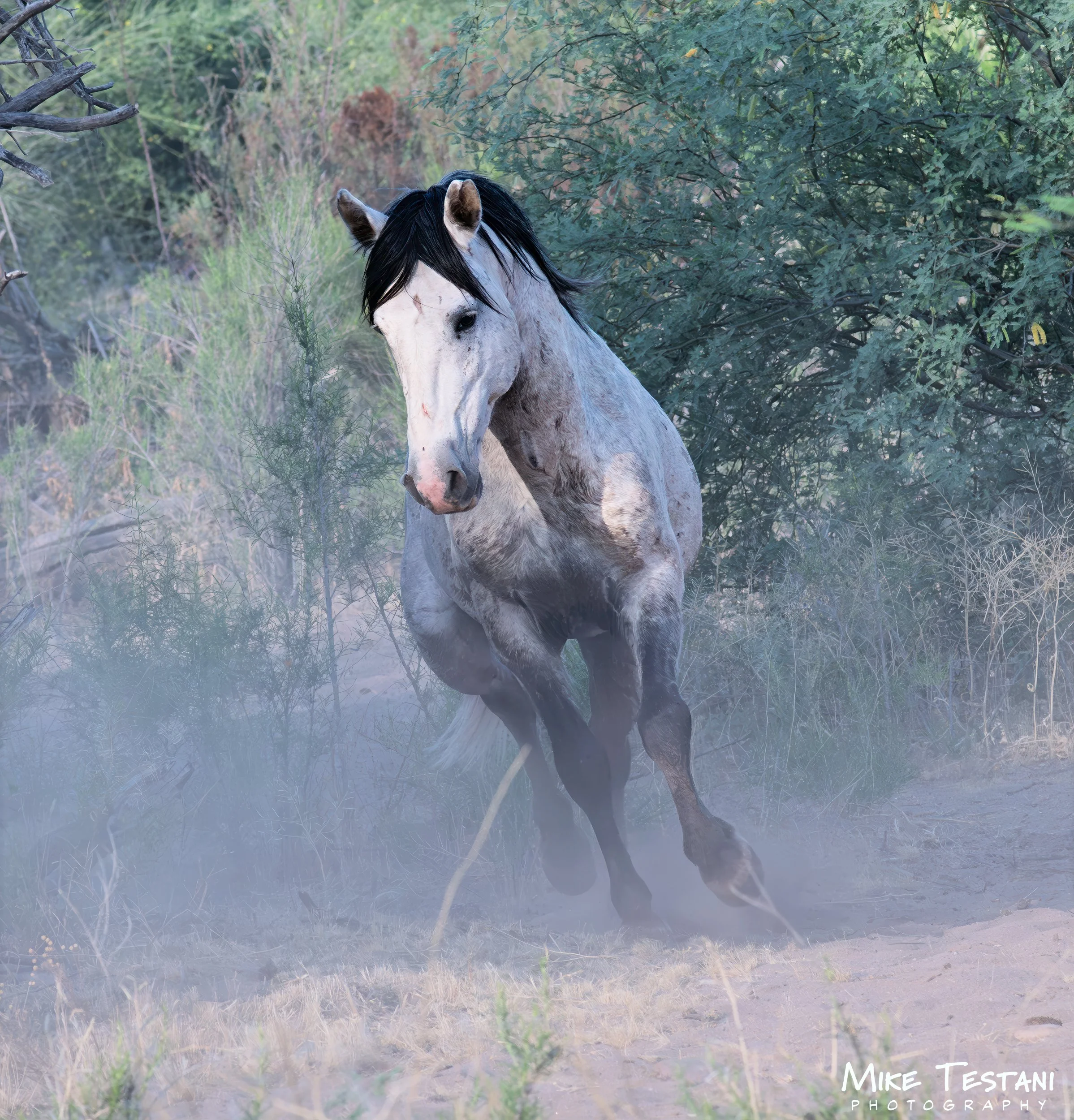 S R Horses April 11 26.jpg