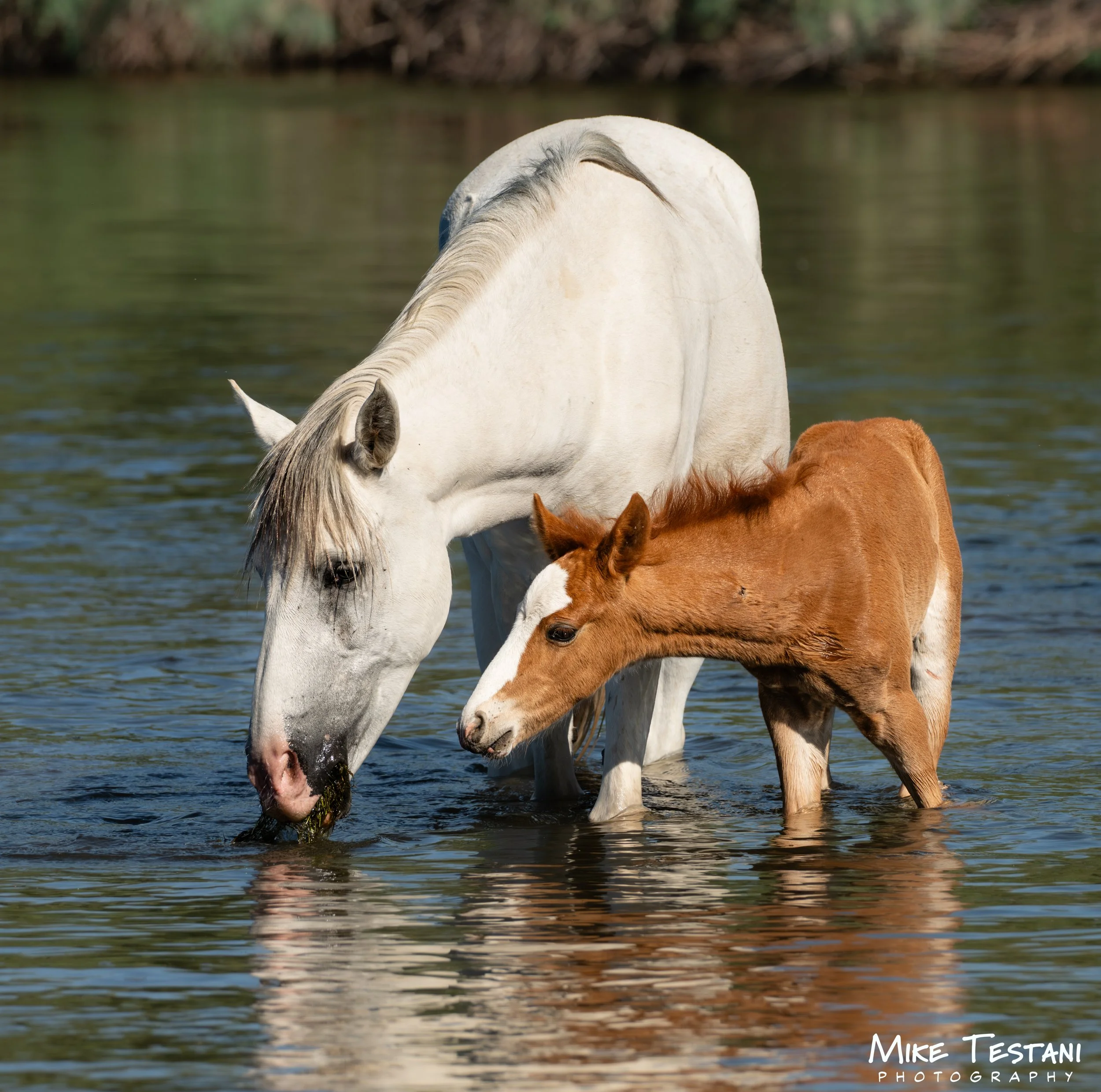 A white horse and a brown and white horse are standing in shallow water with a blurred natural background.