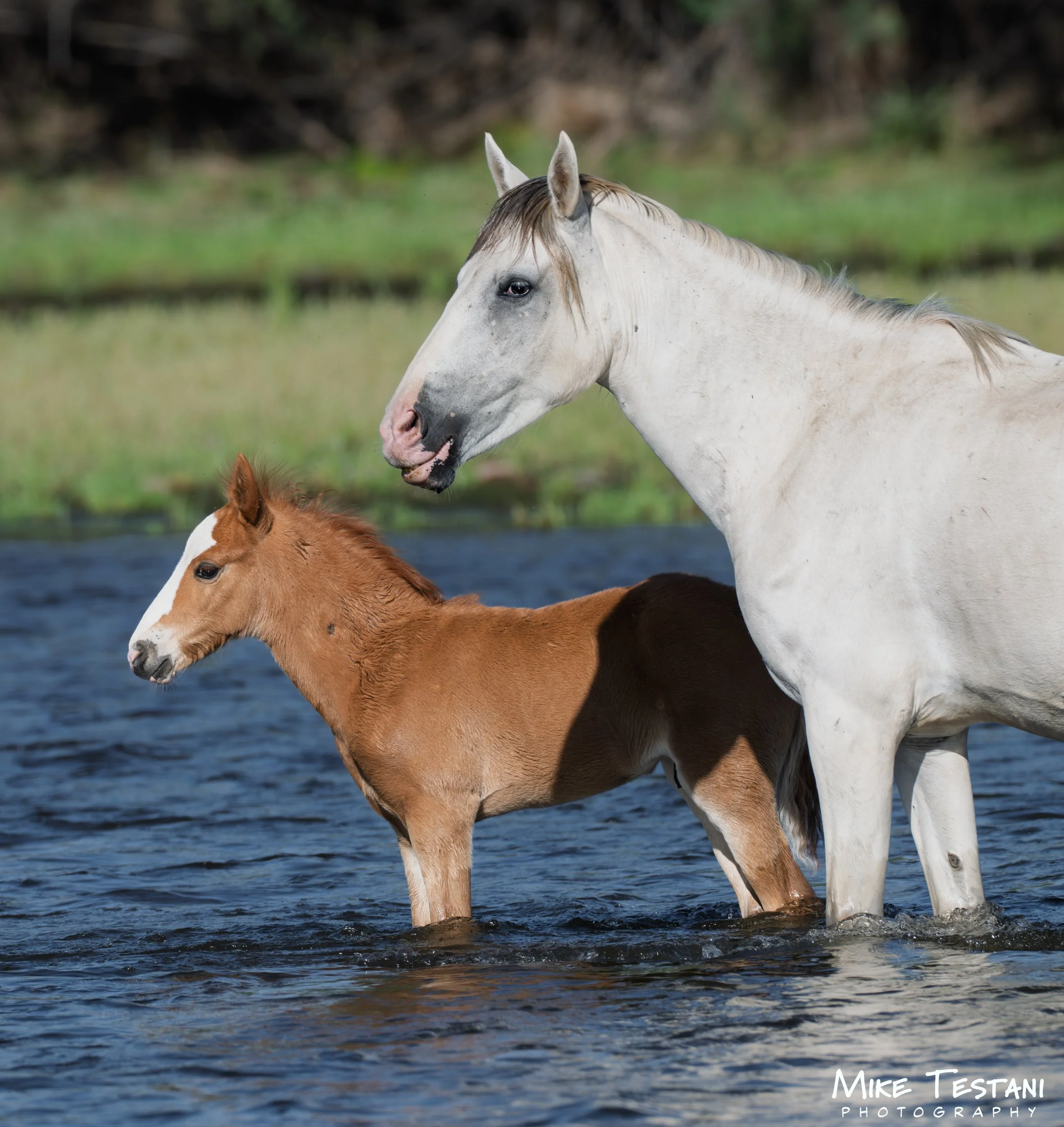 A white horse with a dark mane standing in a body of water next to a brown and white horse, with a blurred background of greenery.