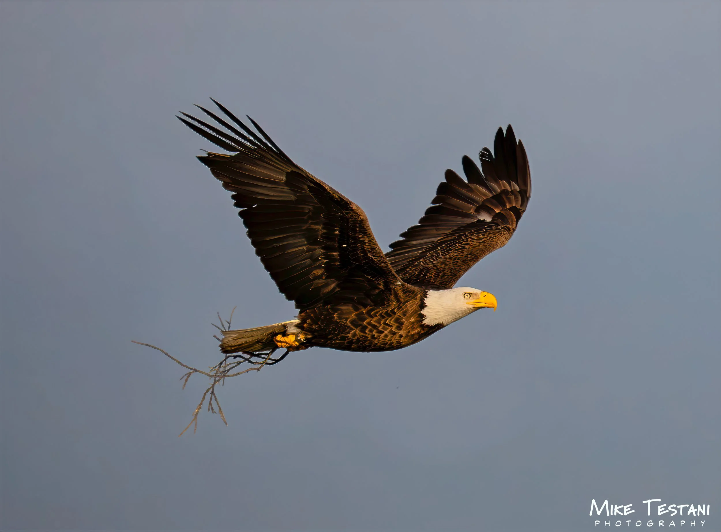 Eagle 3-28 SR.jpg