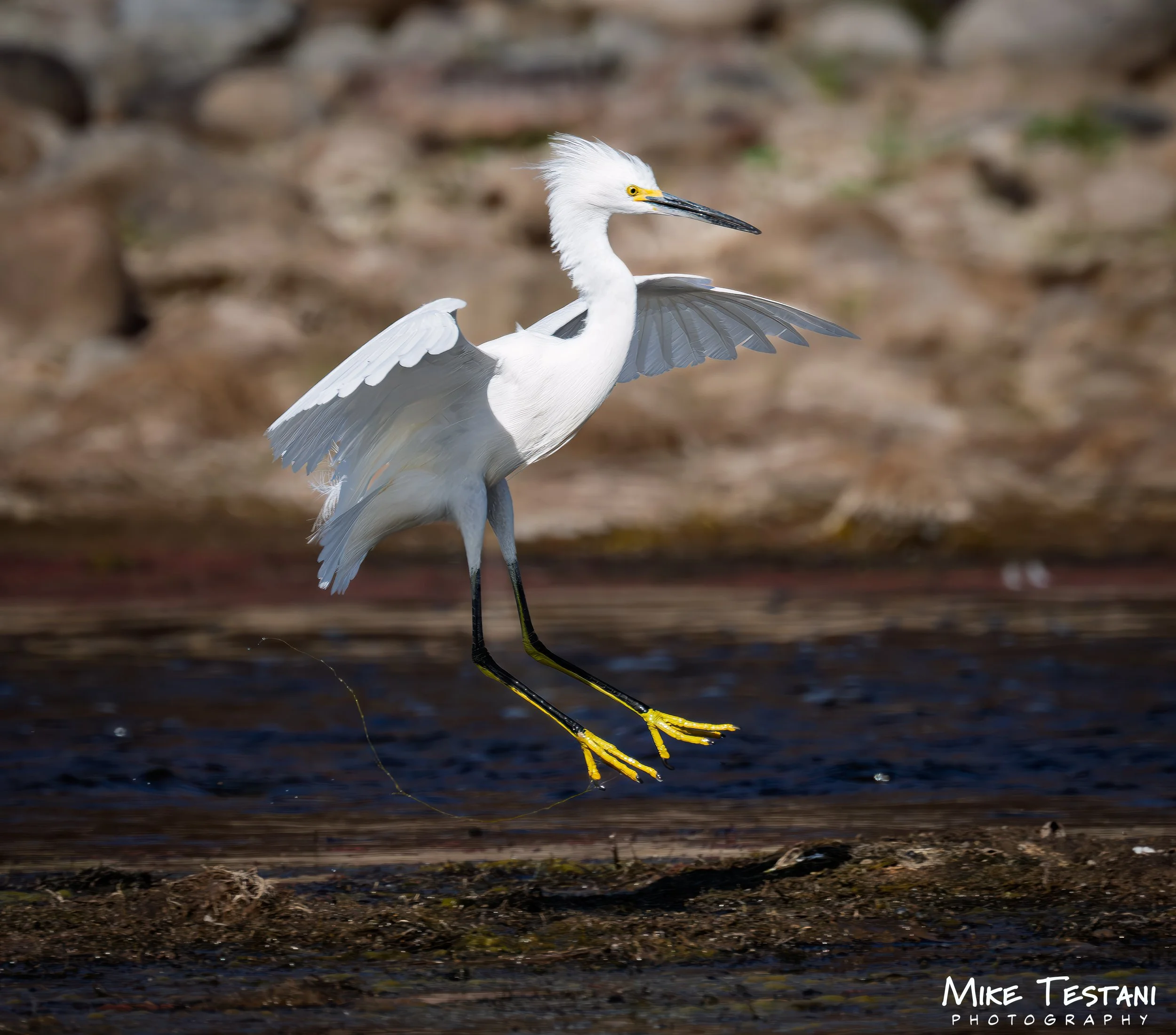 Salt River Snowy Egret 2026.jpg