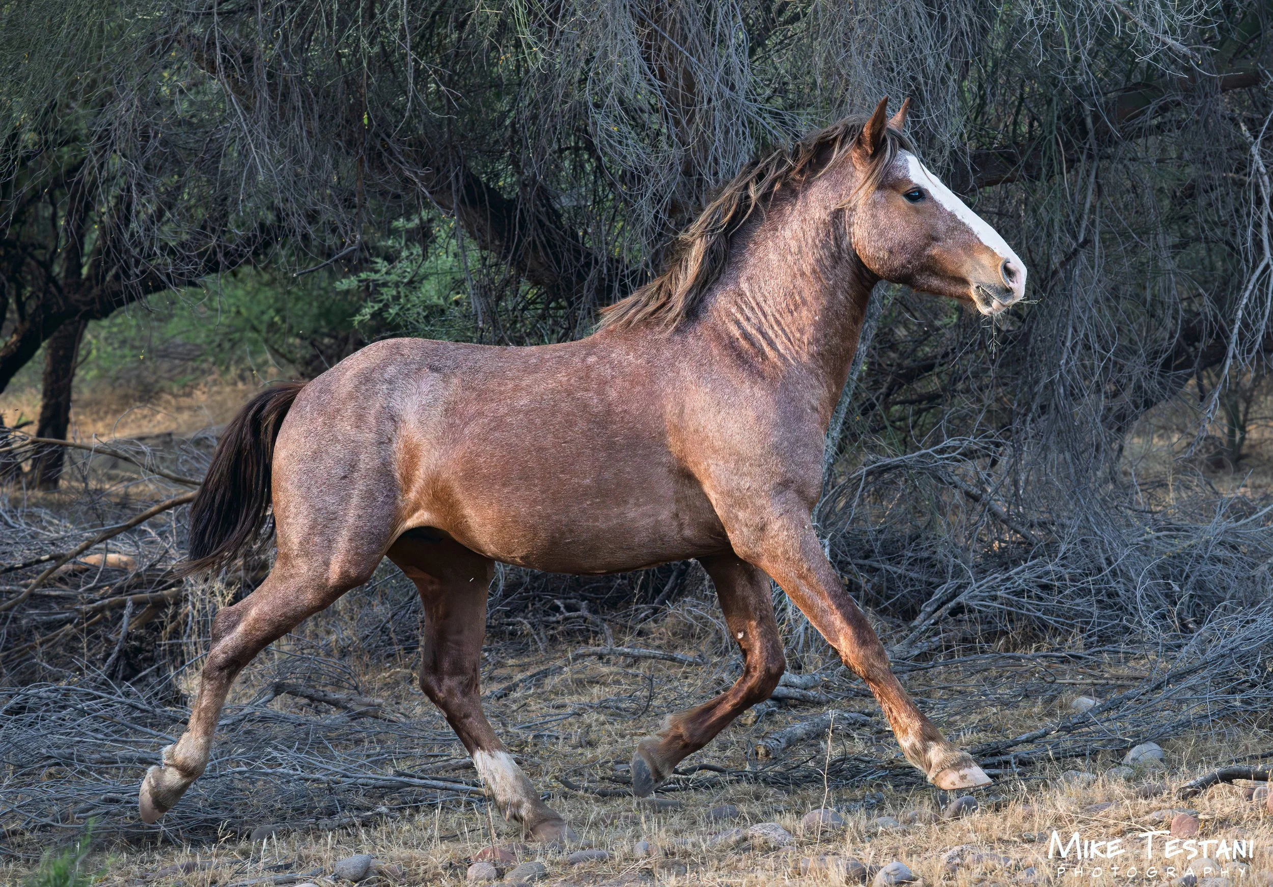 S R Horses April 11 26 B.jpg