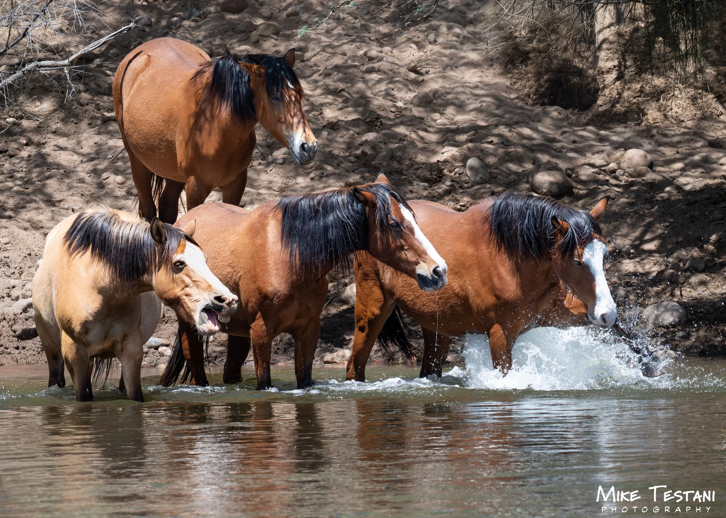 Salt River Horses 17  April 2026-23.jpg