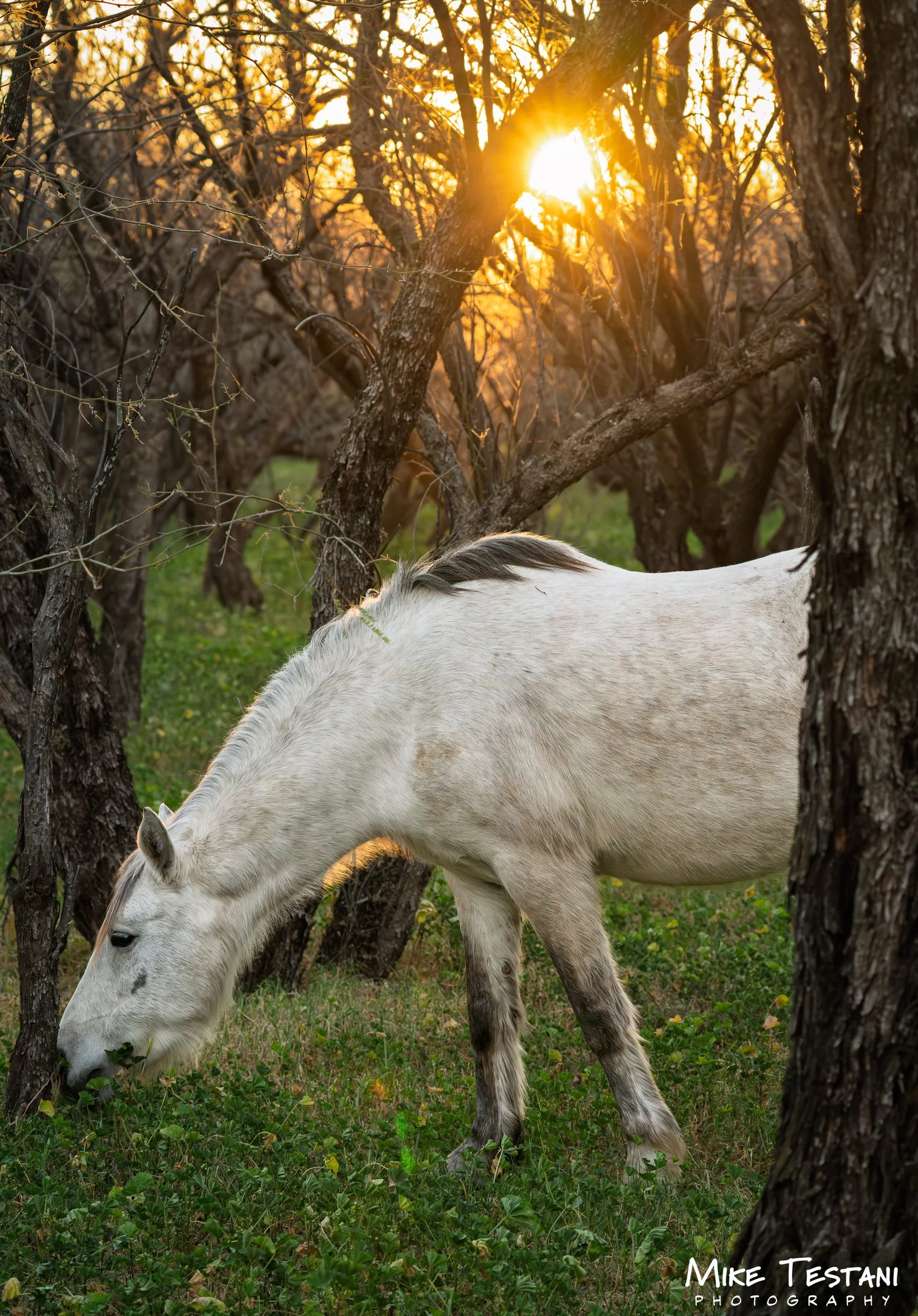 Salt River Horses 2026 Feb 8 B.jpg