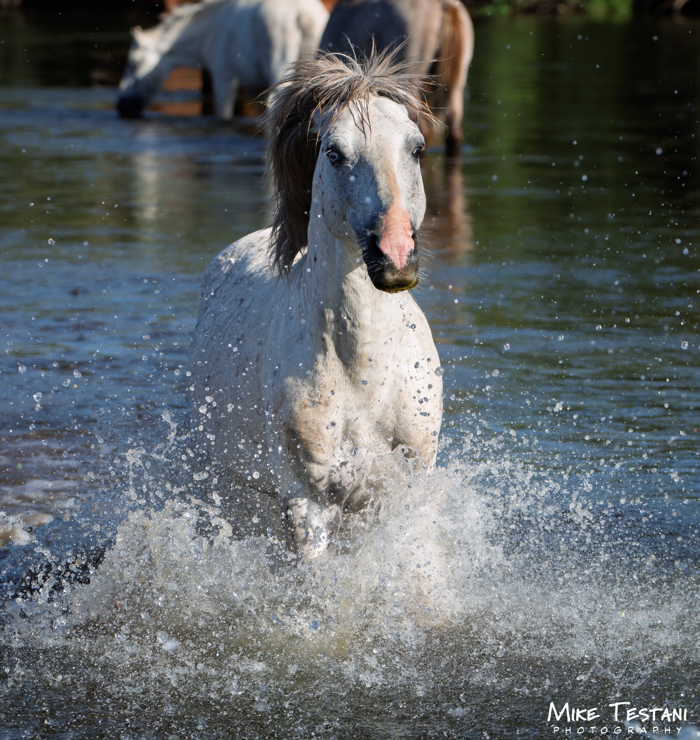 A white horse with brown and black markings is swimming in a body of water, with the water splashing around it. The horse's mane is wet and flowing, and it appears to be walking through the water toward the camera.