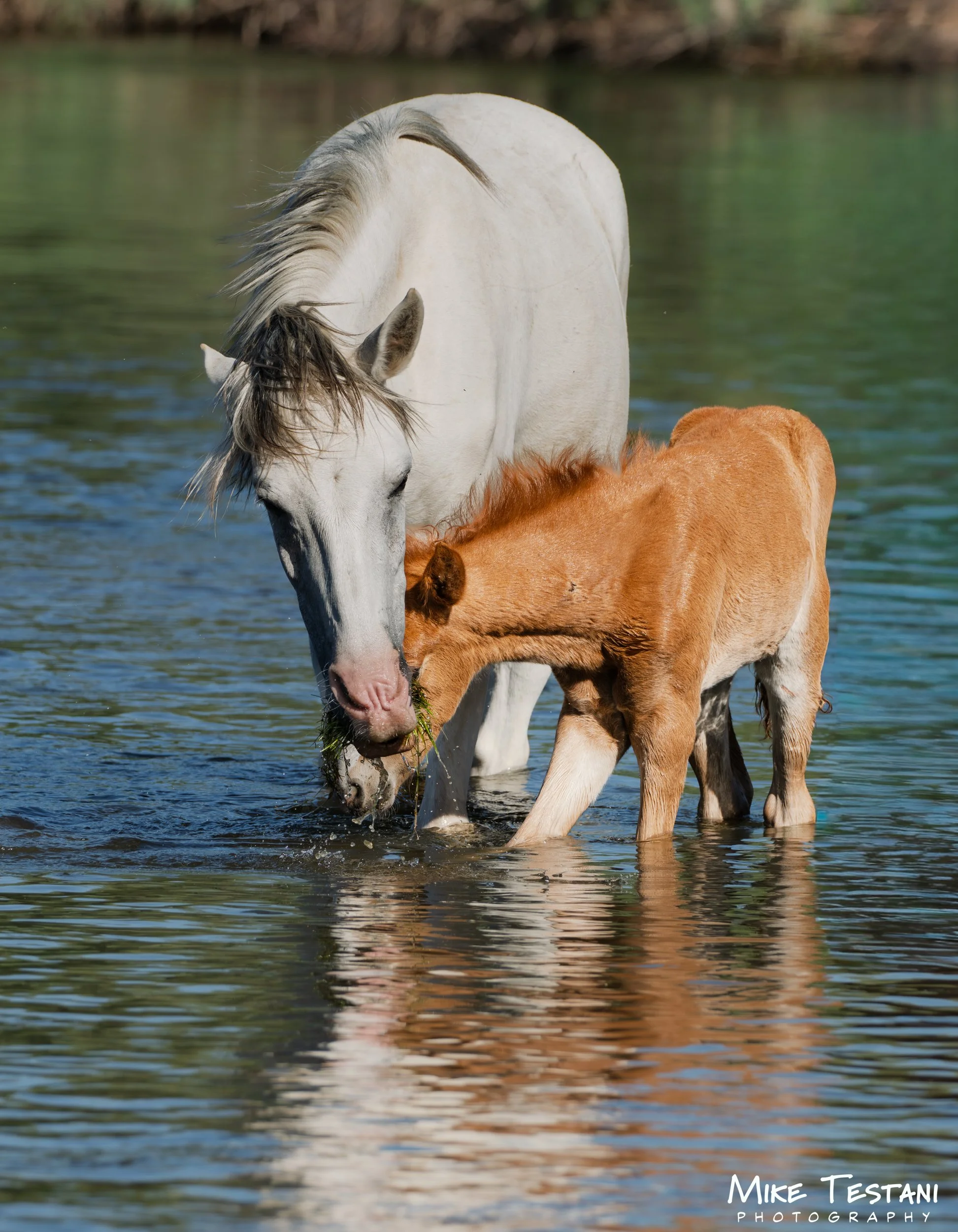 A white horse and a brown foal standing in a body of water, with the horse grazing on grass.