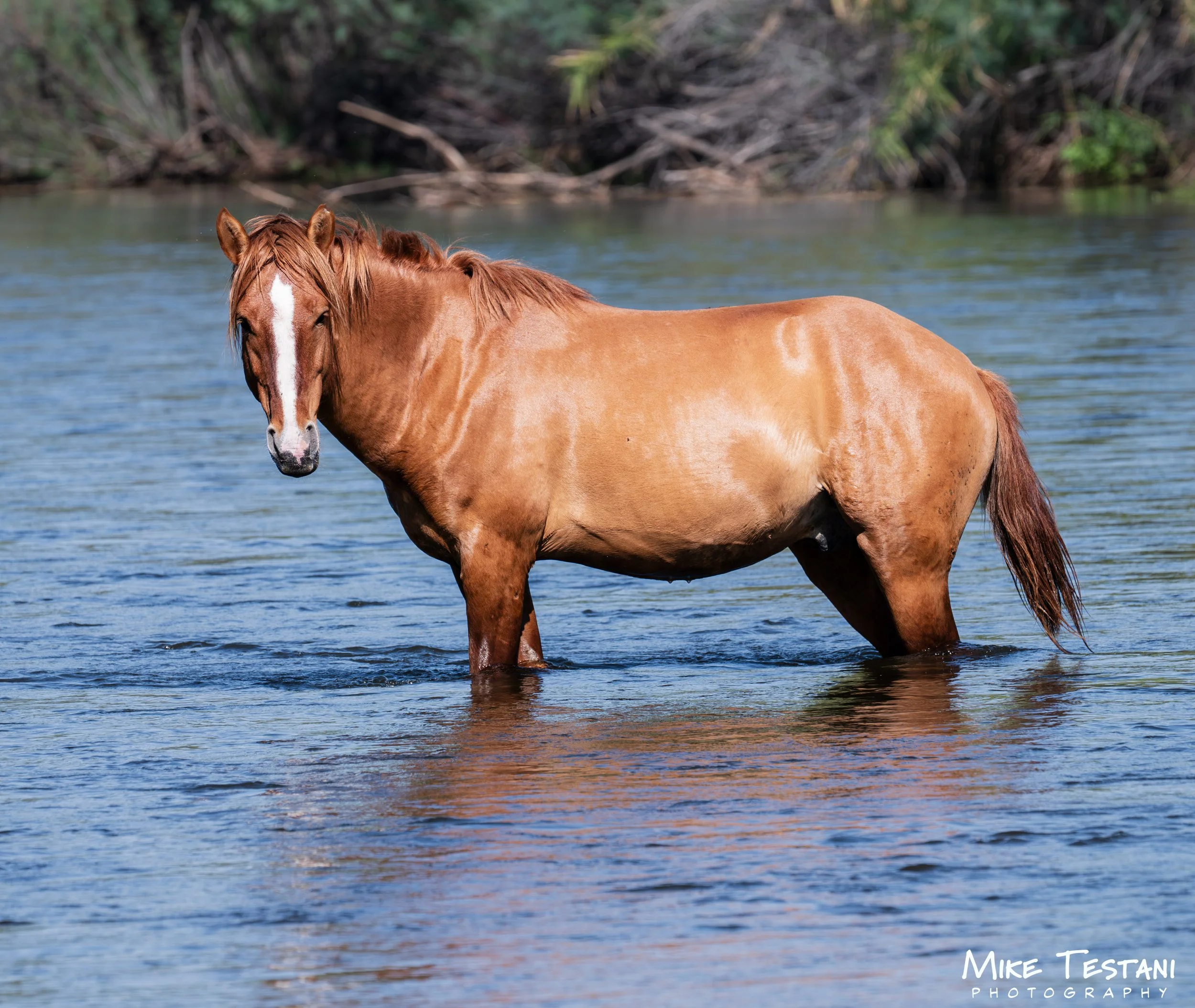Salt River Horses 17  April 2026-34.jpg