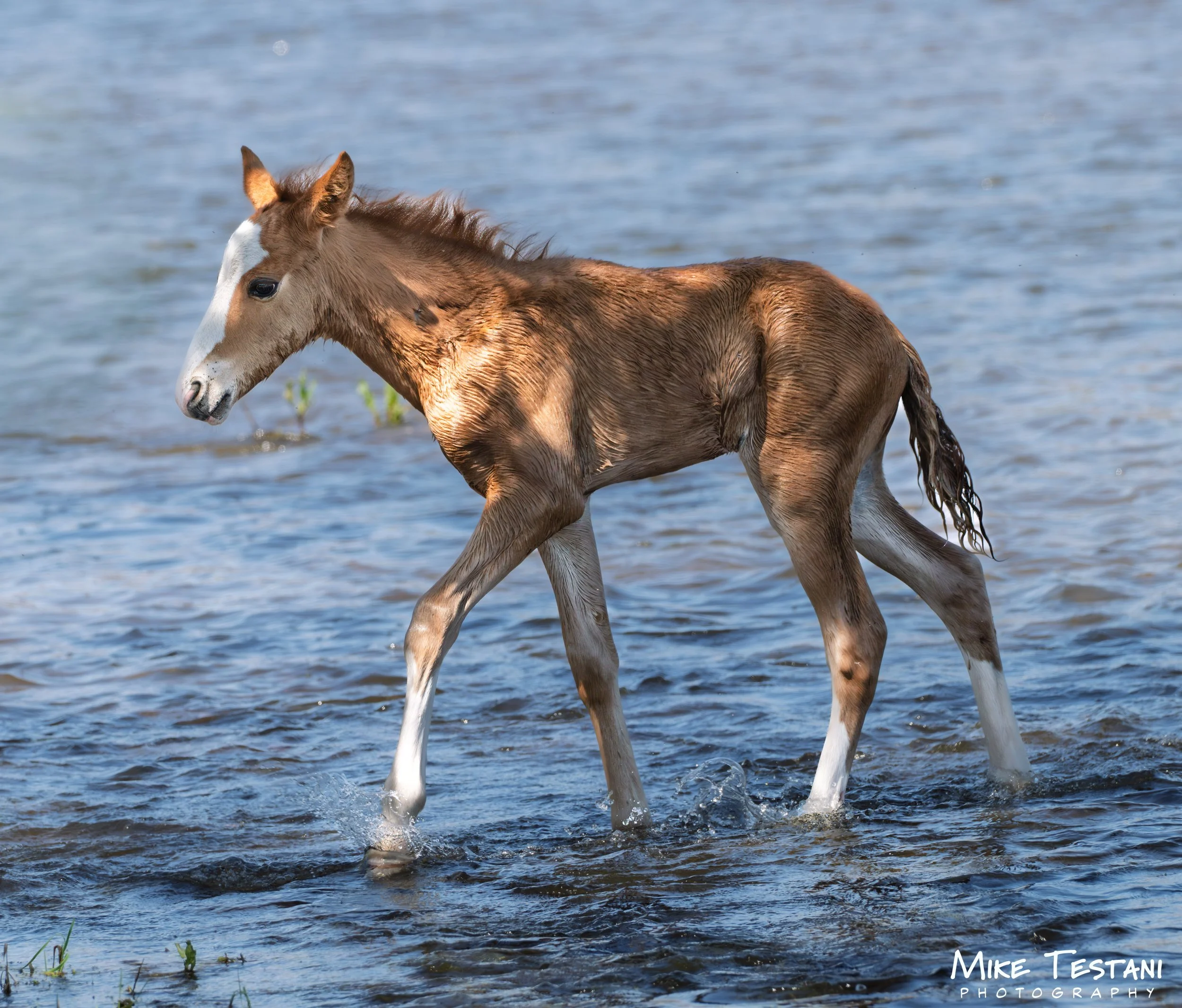 Young foal walking through water in a natural outdoor setting with grass and ripples in the background.