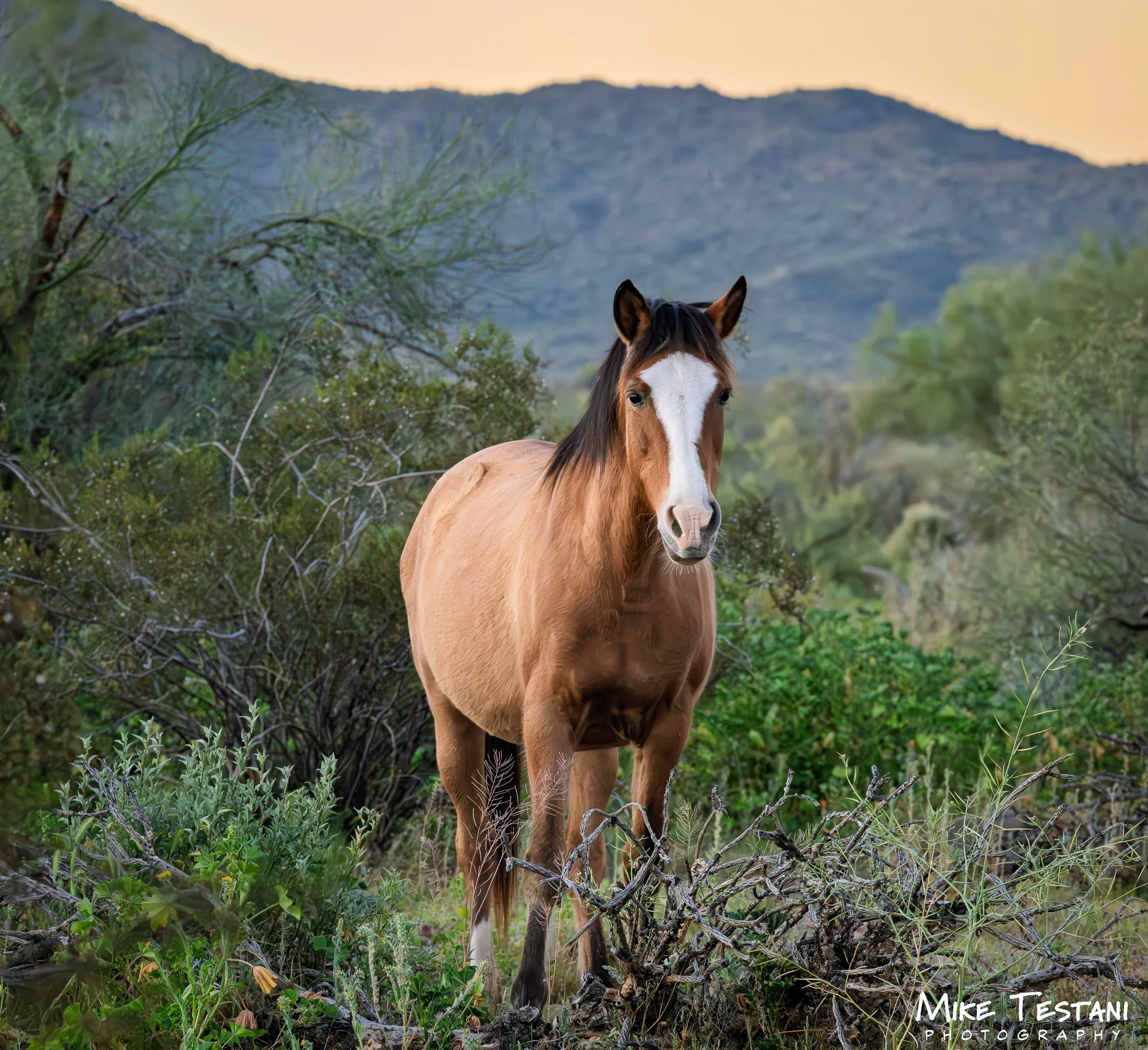 Salt River Horses 2026 Feb 8 A.jpg
